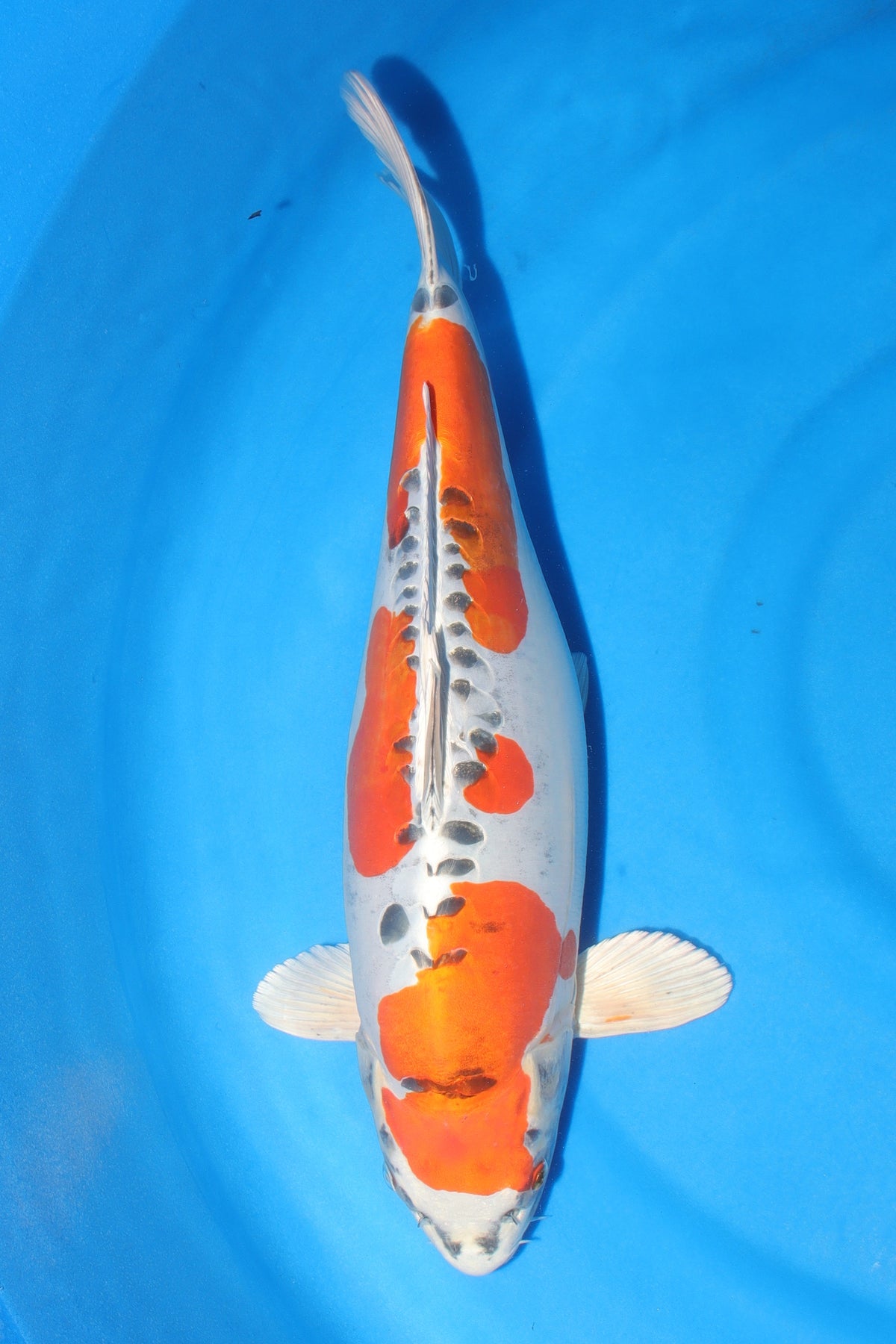 Kikokuryu (Metallic Black & White) koi fish 50cm (20") from Kanno for sale at Mystic Koi