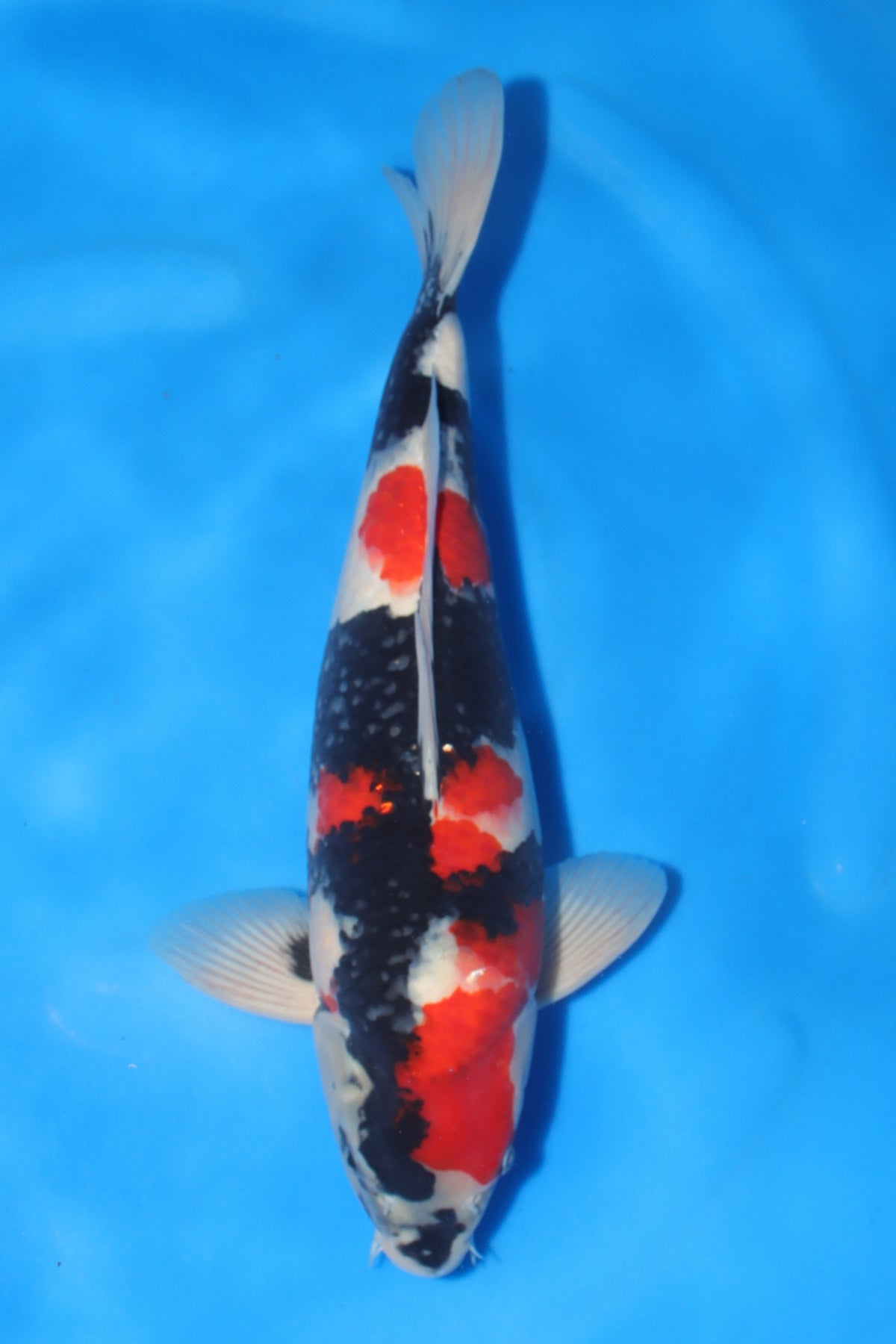 Showa (Black, Red & White) koi fish 55cm (22") from Sekiguchi for sale at Mystic Koi