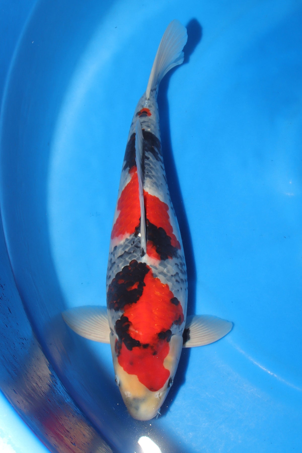 Showa (Black, Red & White) koi fish 50cm (20") from Sekiguchi for sale at Mystic Koi