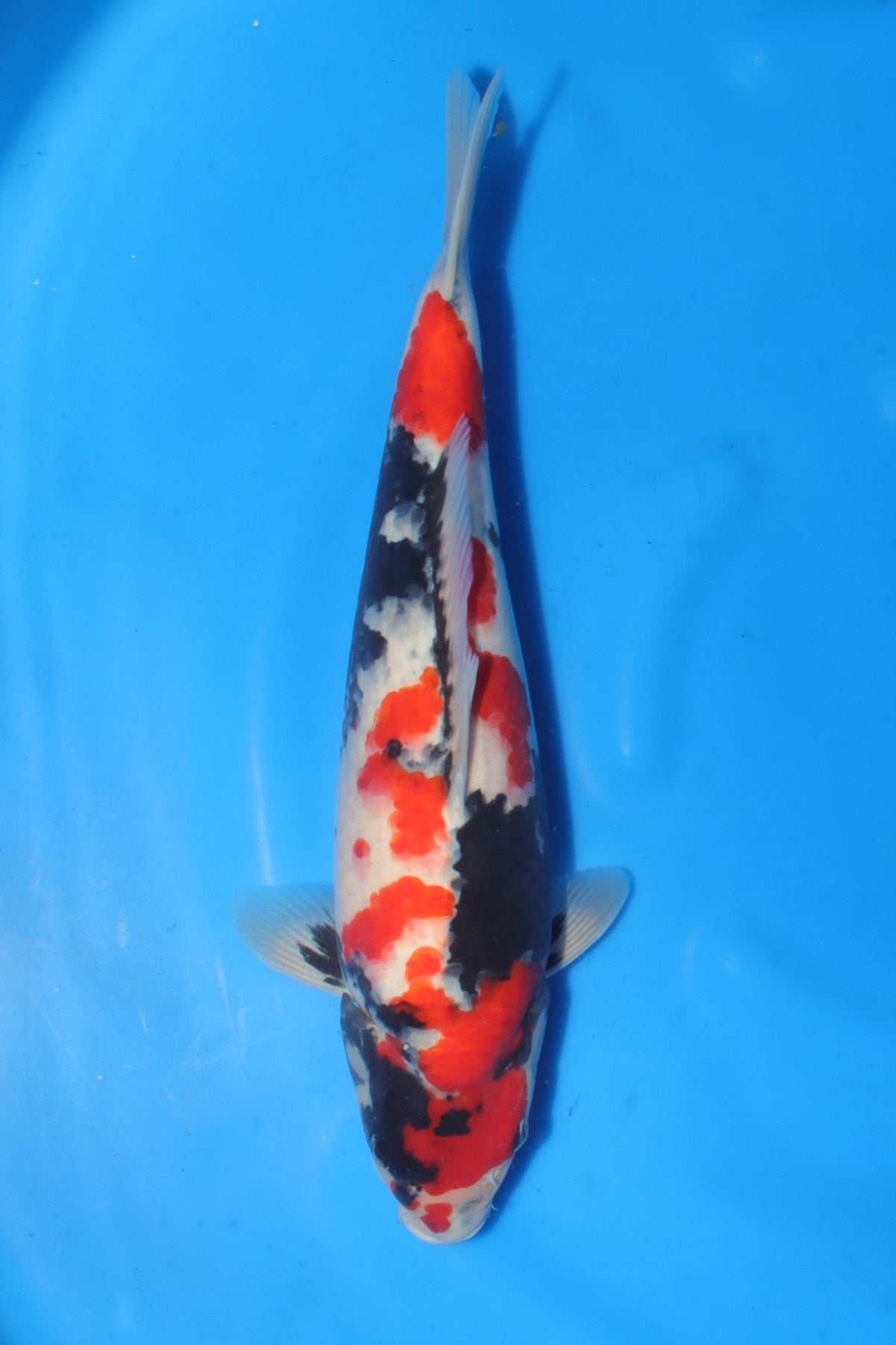 Showa (Black, Red & White) koi fish 48cm (19") from Sekiguchi for sale at Mystic Koi