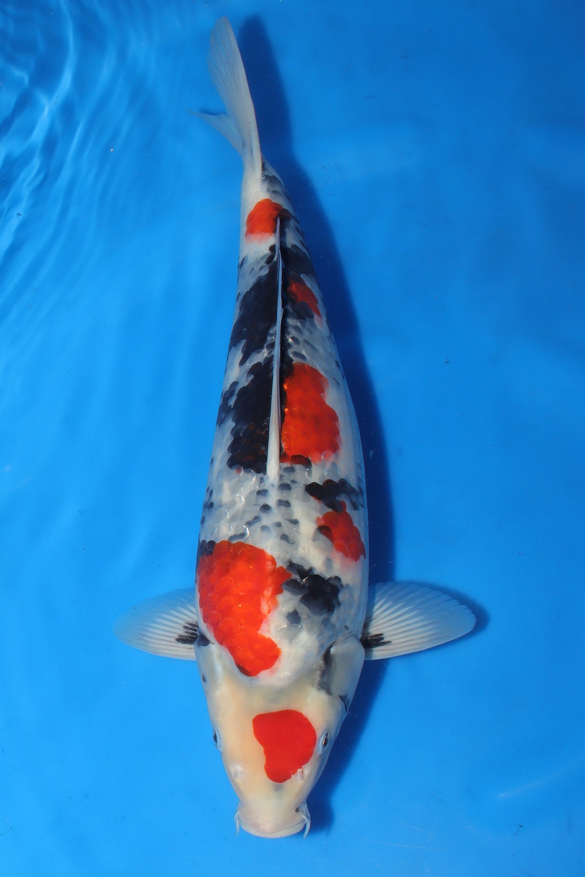 Showa (Black, Red & White) koi fish 50cm (20") from Sekiguchi for sale at Mystic Koi