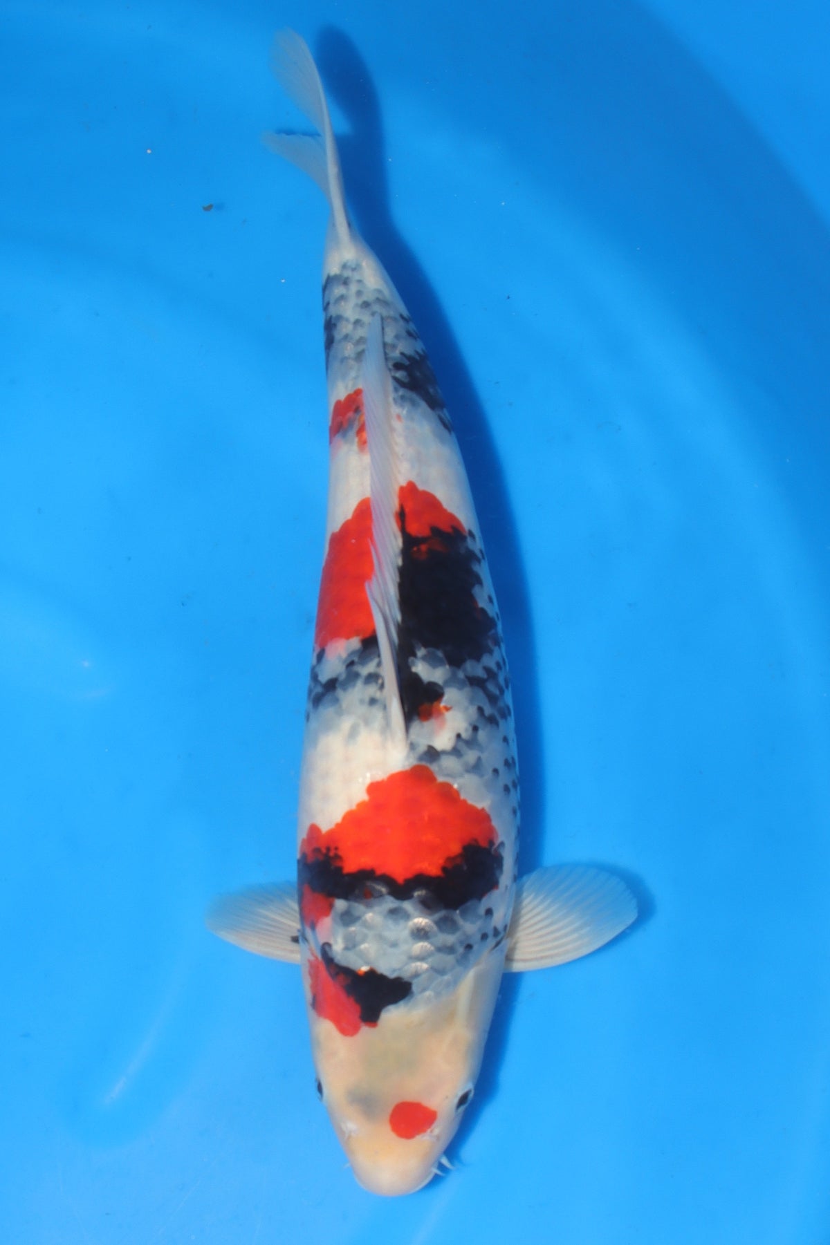 Showa (Black, Red & White) koi fish 50cm (20") from Sekiguchi for sale at Mystic Koi