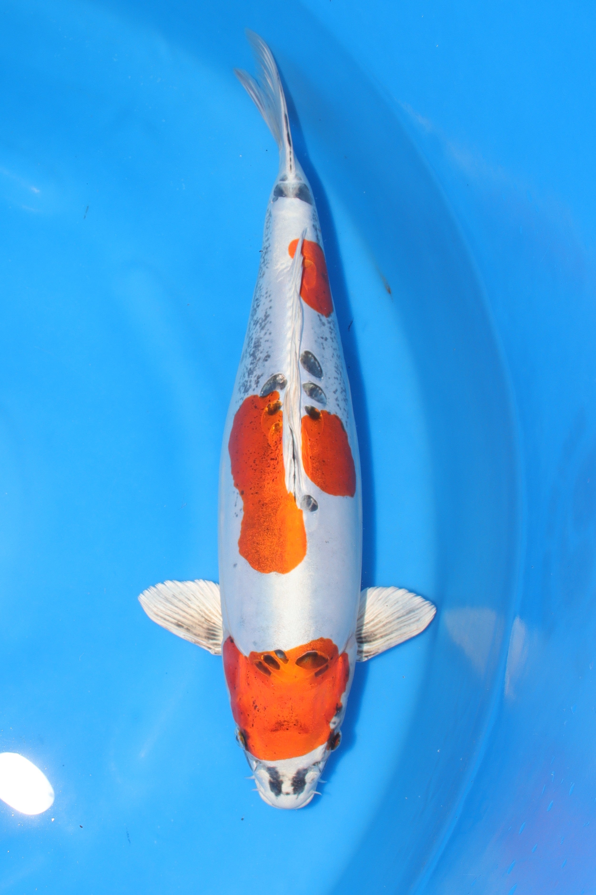 Beni Kikokuryu KN-10