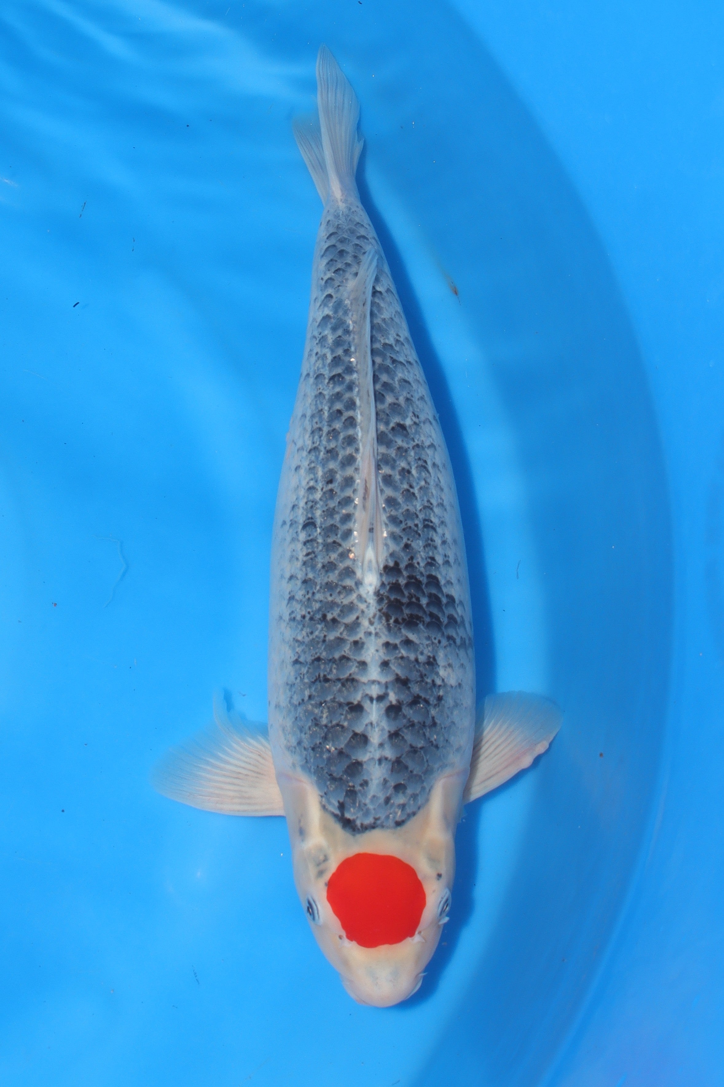 Tancho Goshiki KN-20