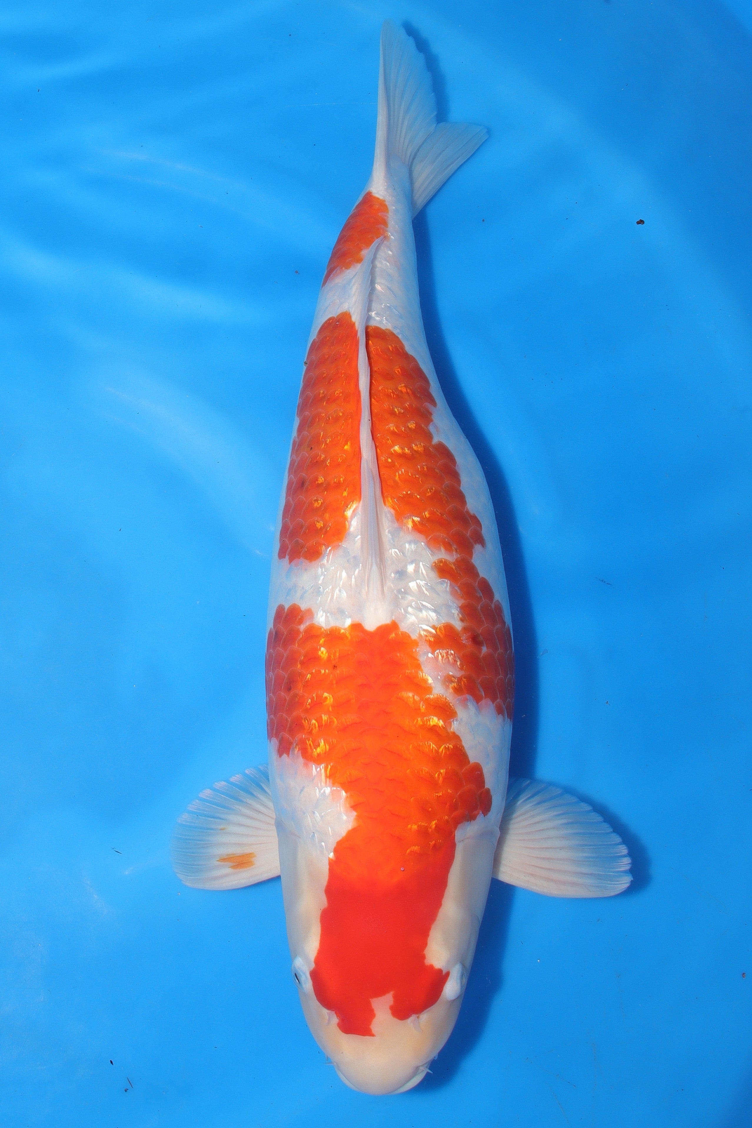 GinRin Sakura Ogon KN-22