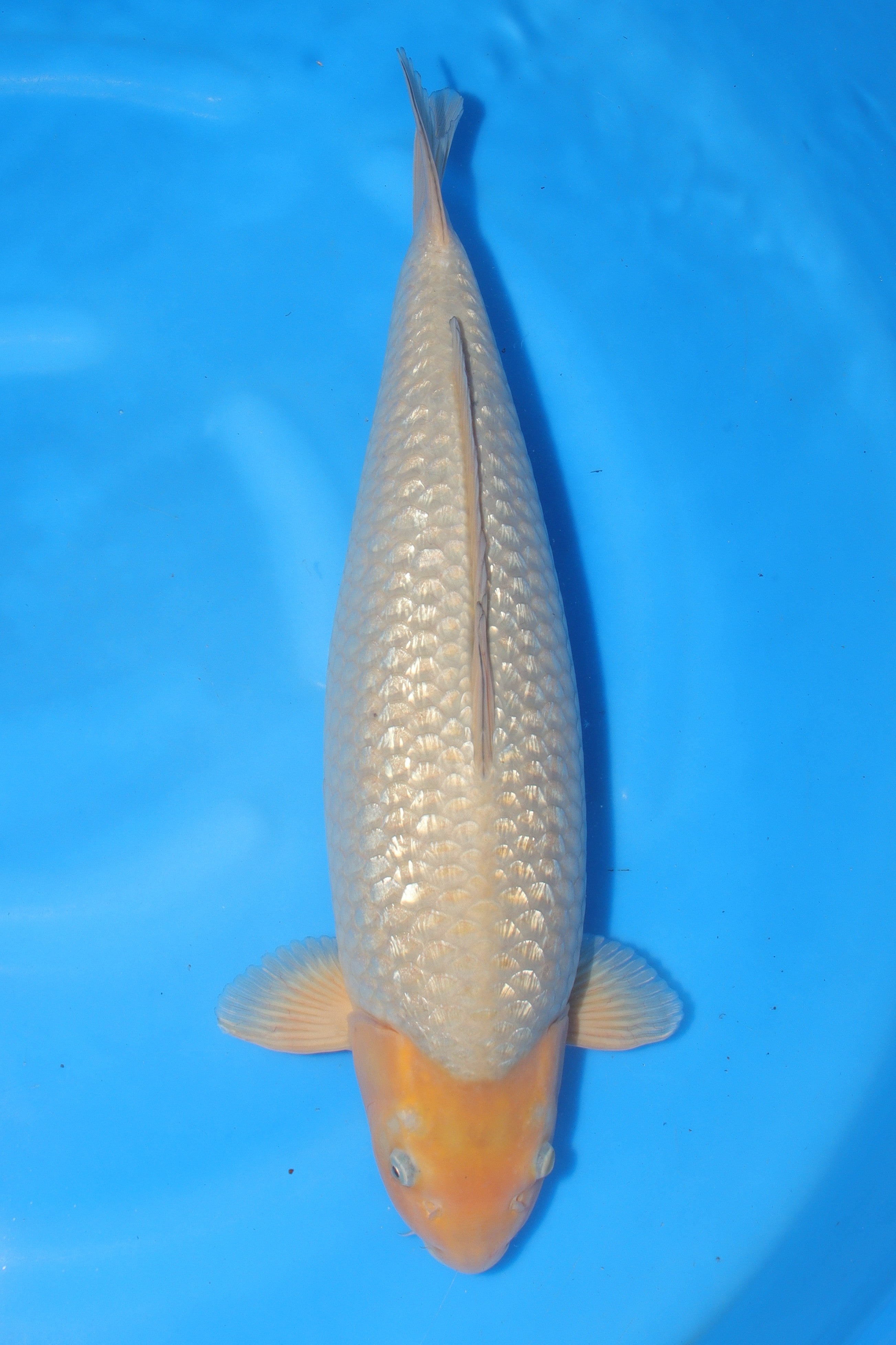 GinRin Soragoi KN-24