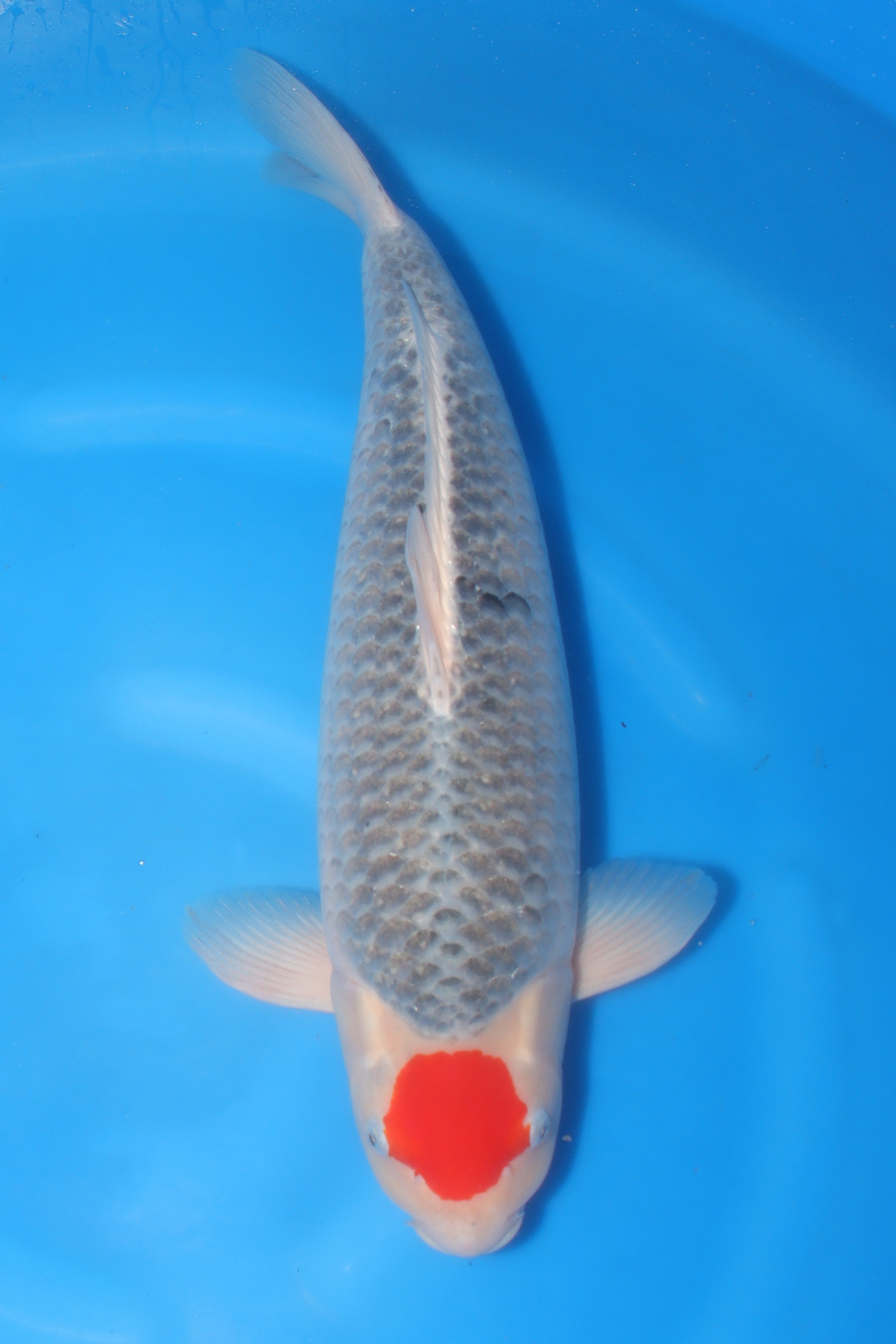 Tancho Goshiki KN-32