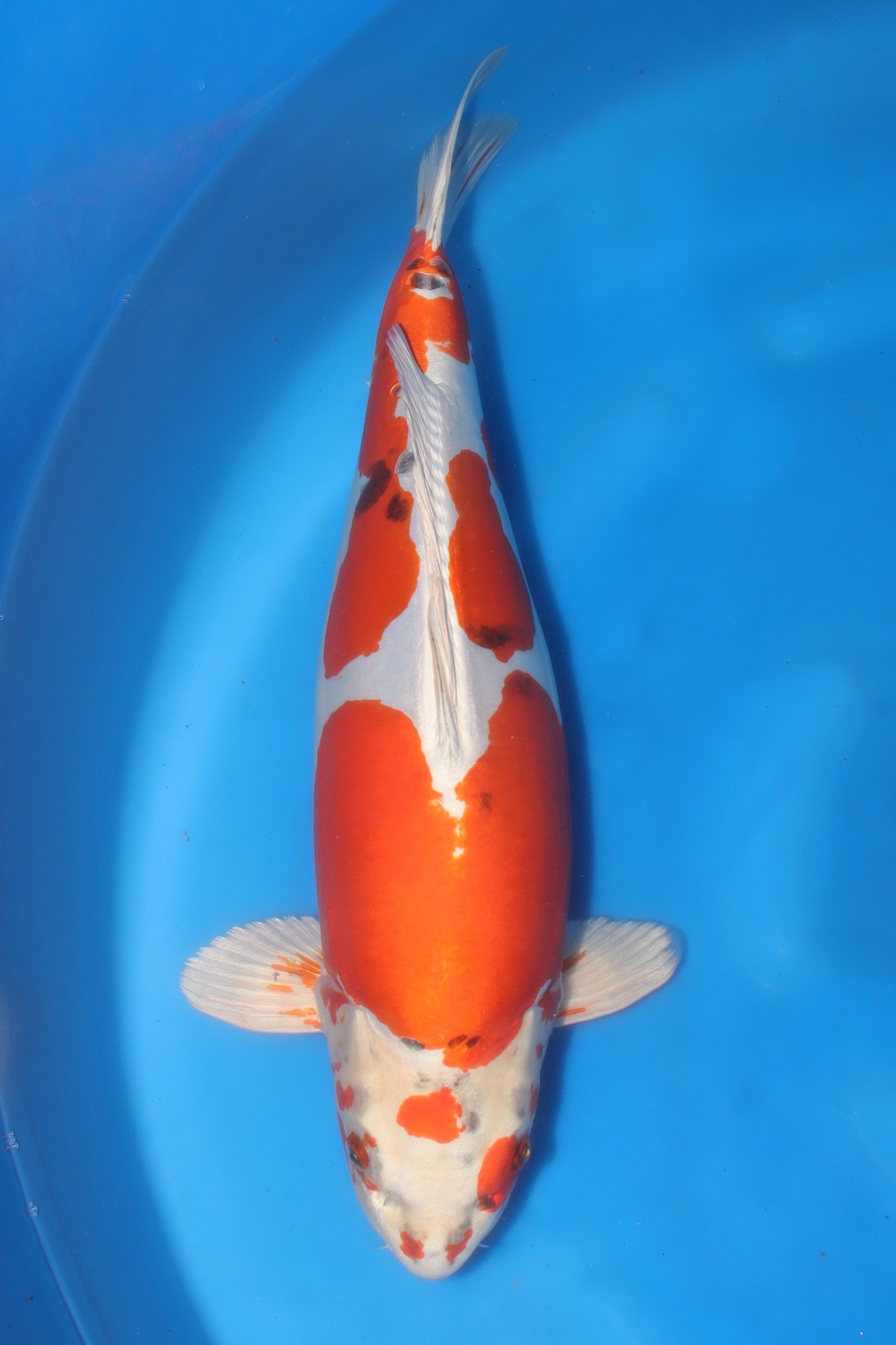 Beni Kikokuryu KN-33