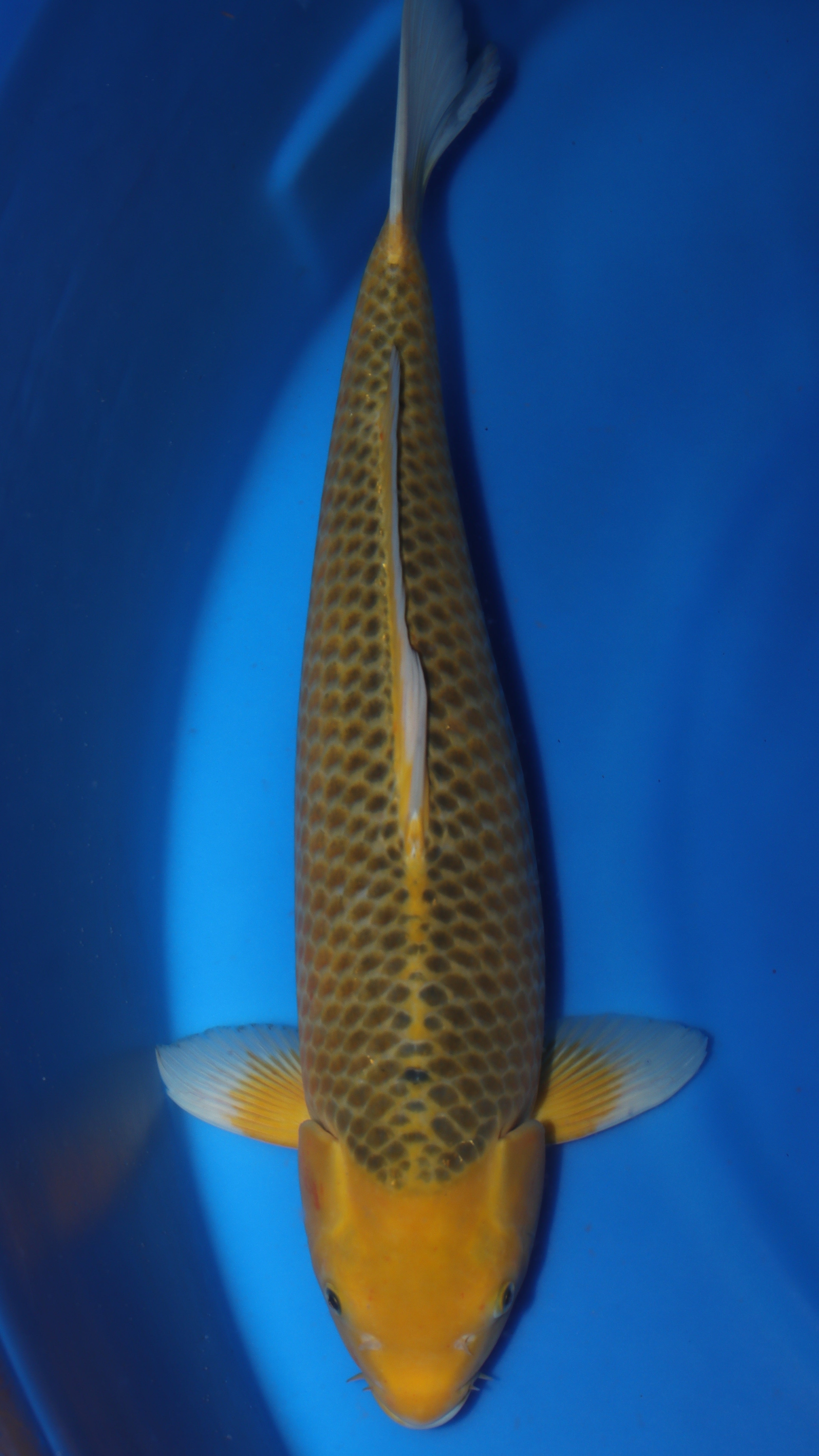 Golden Corn (Gold/Yellow Mix) koi fish 60cm (24") from Taniguchi for sale at Mystic Koi