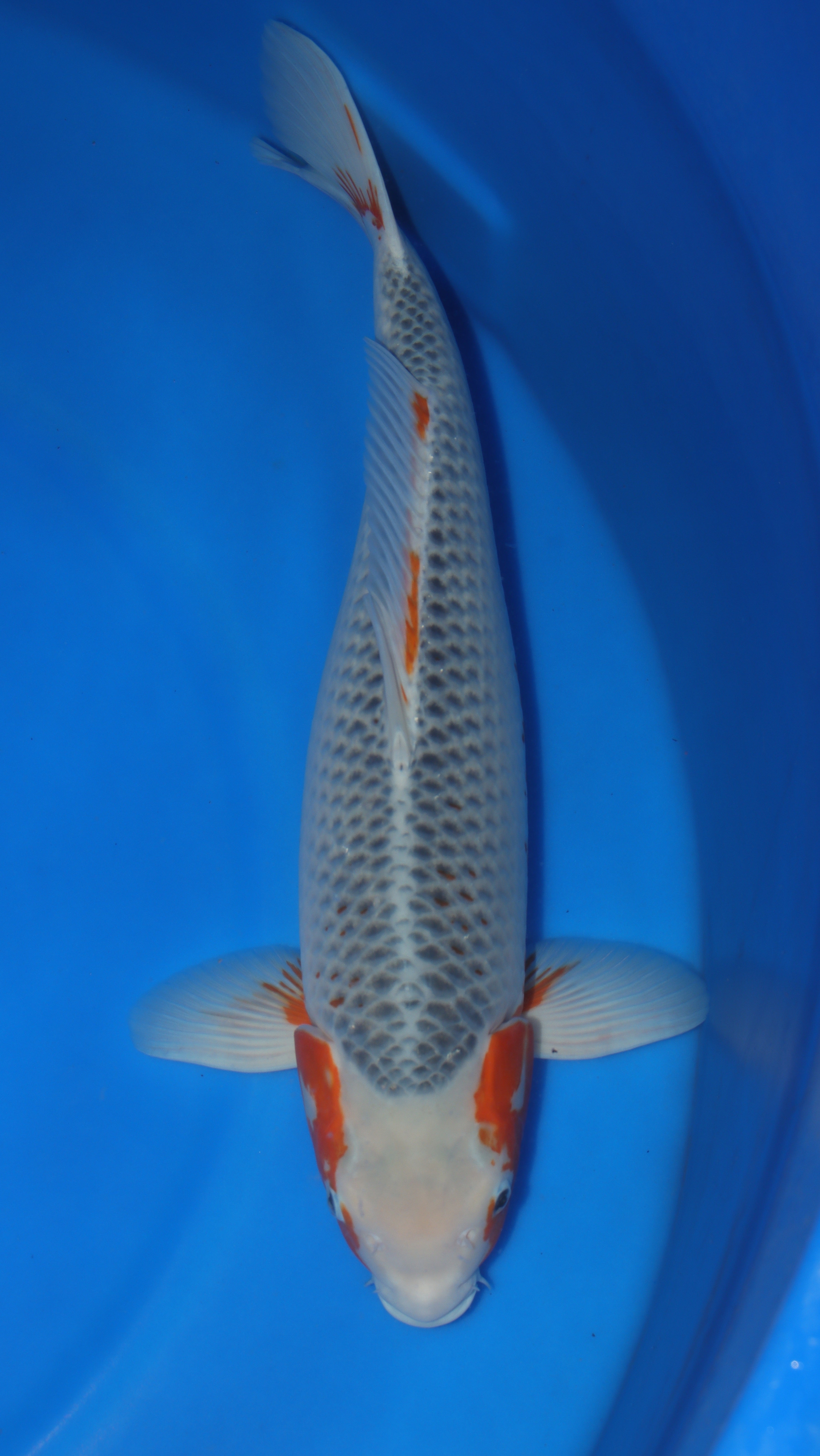 Asagi (Blue & Red) koi fish 63cm (25") from Taniguchi for sale at Mystic Koi