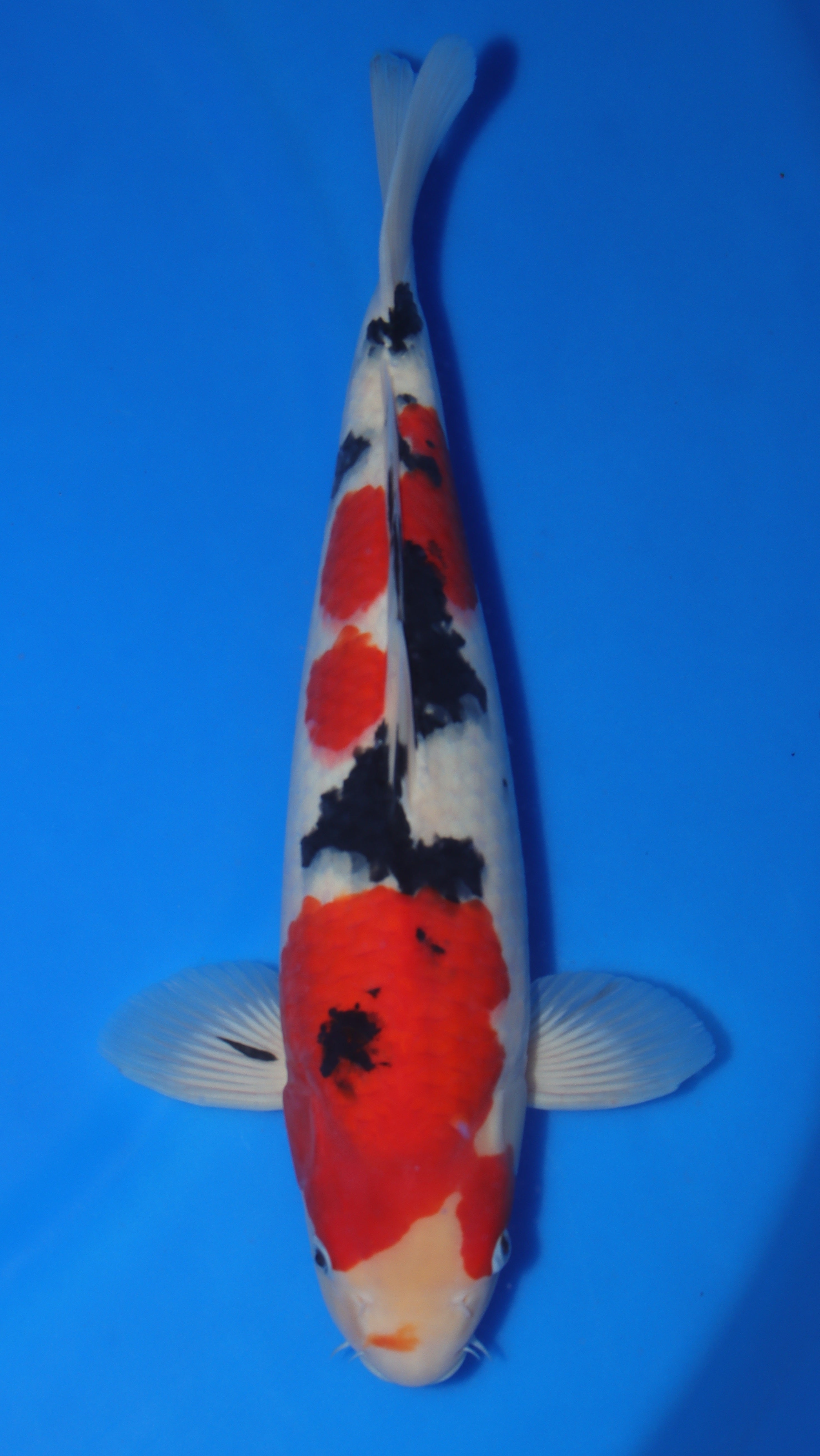 Sanke (Red, White & Black) koi fish 46cm (18") from Ooya for sale at Mystic Koi