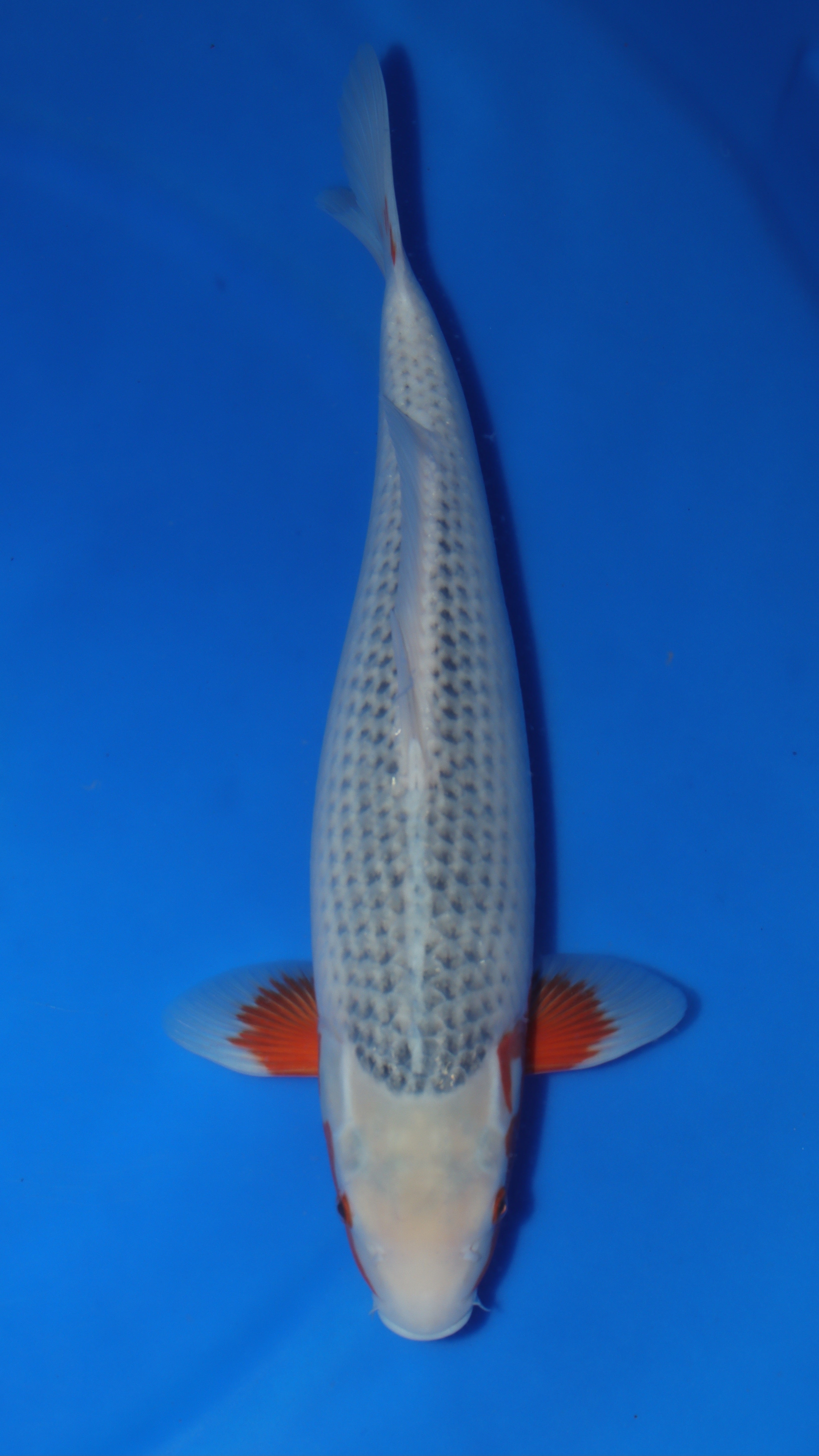 Asagi (Blue & Red) koi fish 55cm (22") from Ooya for sale at Mystic Koi