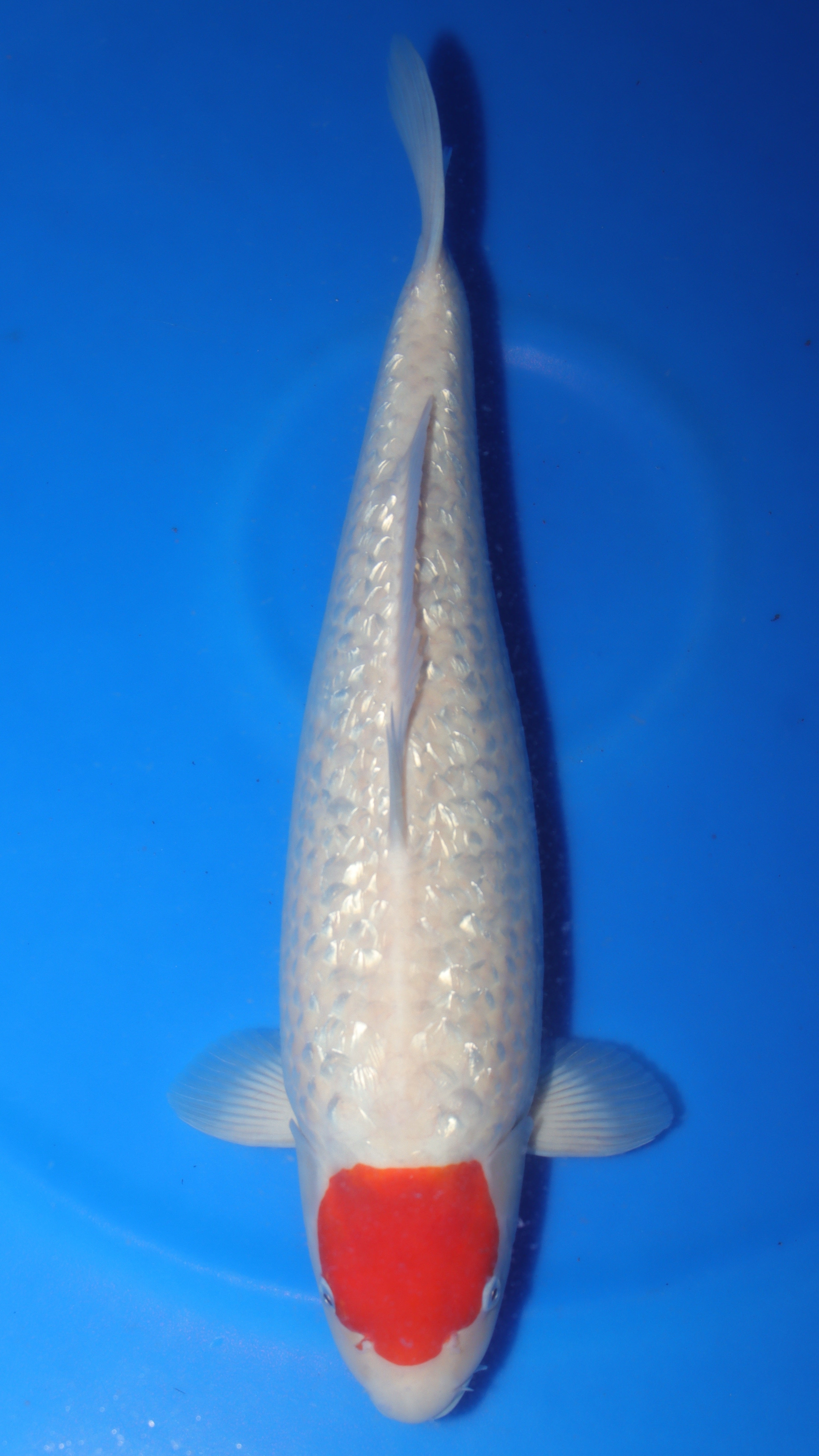 Tancho (White with Red Spot) koi fish 57cm (22") from Maruhiro for sale at Mystic Koi