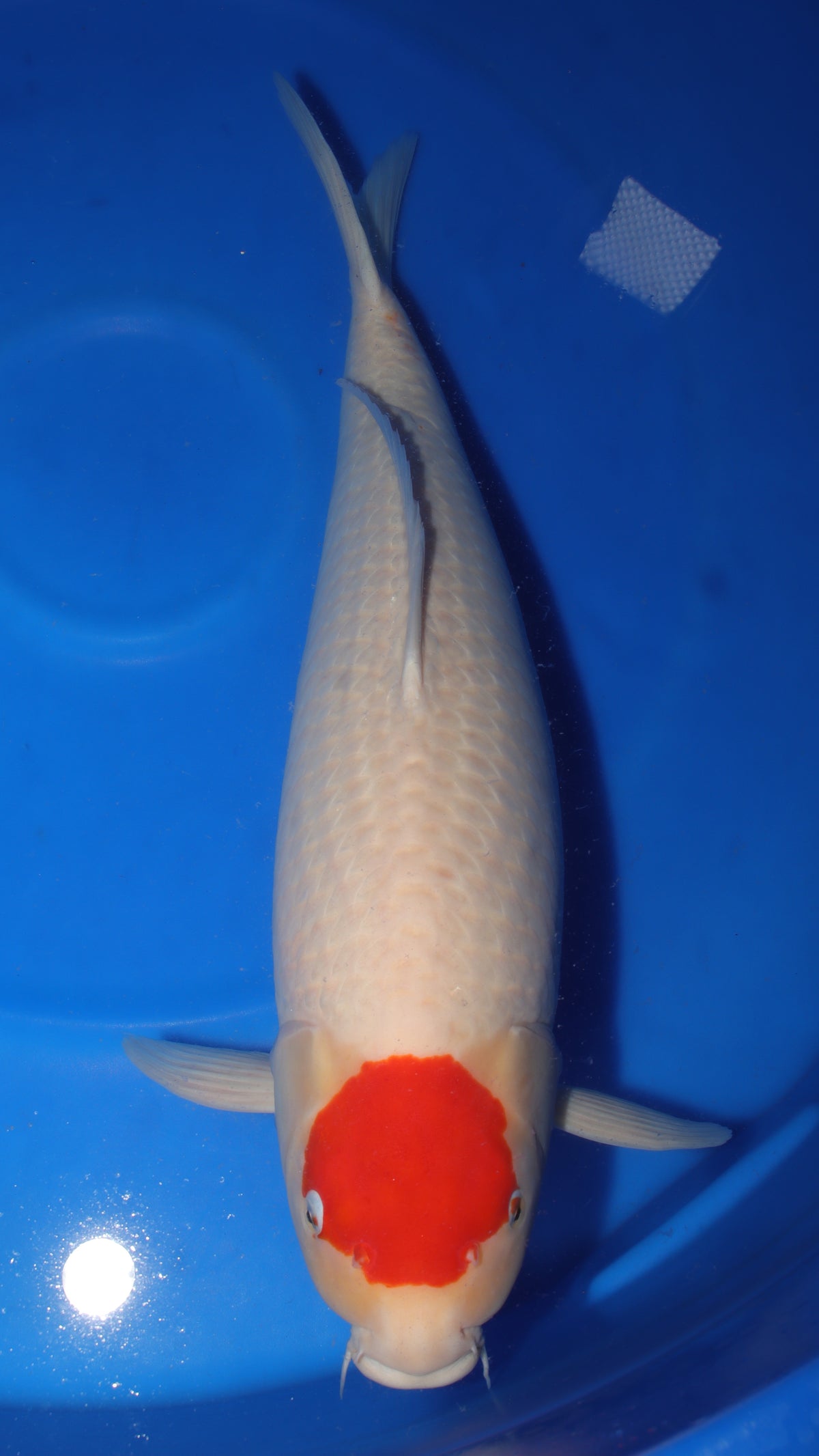 Tancho (White with Red Spot) koi fish 78cm (31") from Koda for sale at Mystic Koi