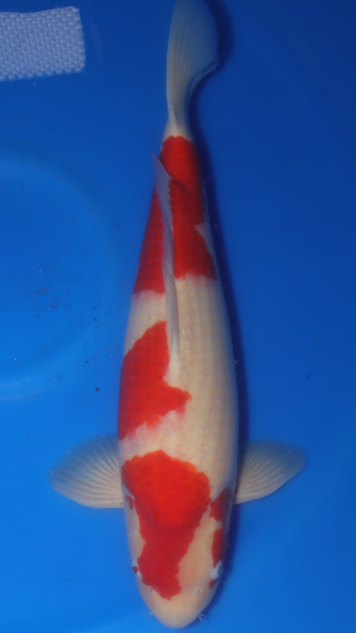 Kohaku (Red & White) koi fish 55cm (22") from Sakai Fish Farm for sale at Mystic Koi