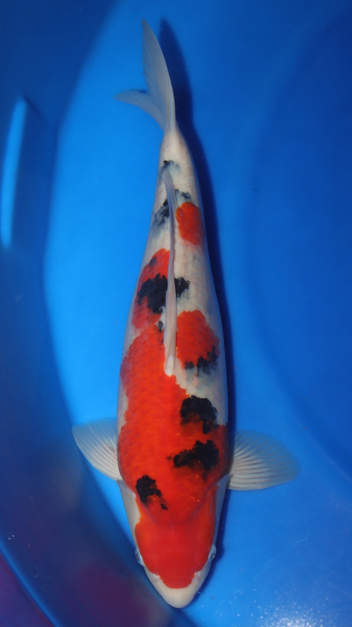 Sanke (Red, White & Black) koi fish 56cm (22") from Sakai Fish Farm for sale at Mystic Koi