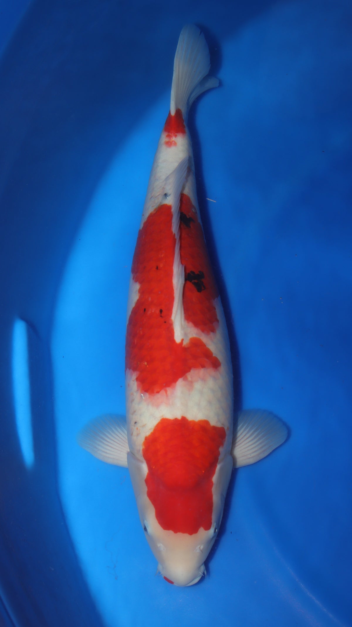 Sanke (Red, White & Black) koi fish 60cm (24") from Sakai Fish Farm for sale at Mystic Koi