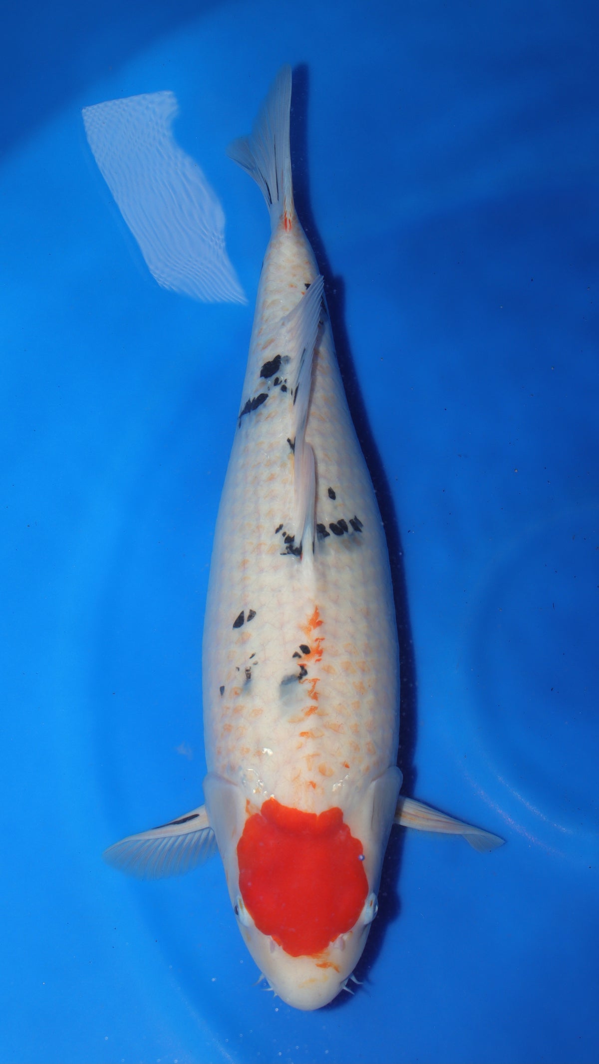 Sanke (Red, White & Black) koi fish 59cm (23") from Sakai Fish Farm for sale at Mystic Koi