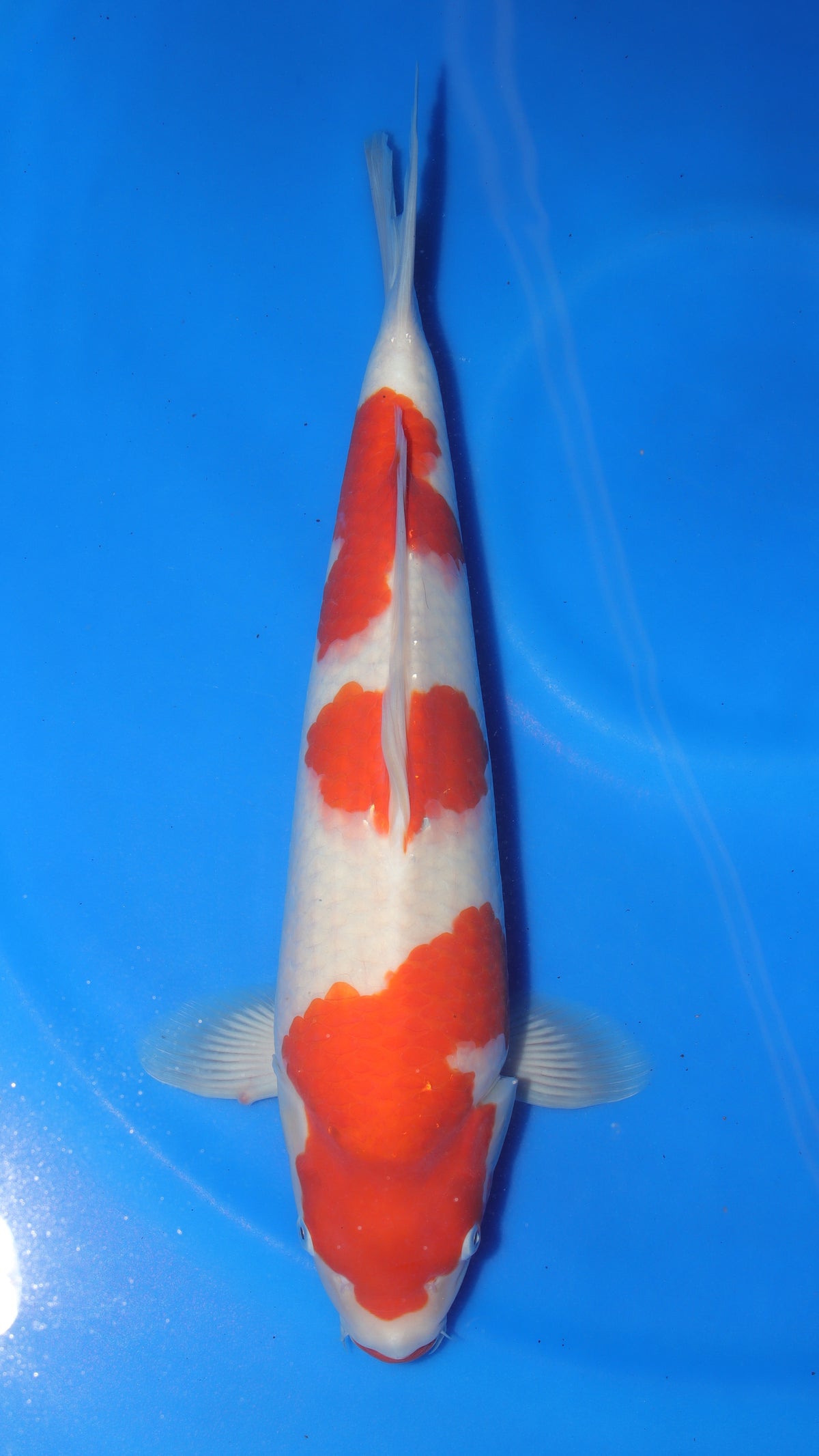Kohaku (Red & White) koi fish 47cm (19") from Sakai Fish Farm for sale at Mystic Koi