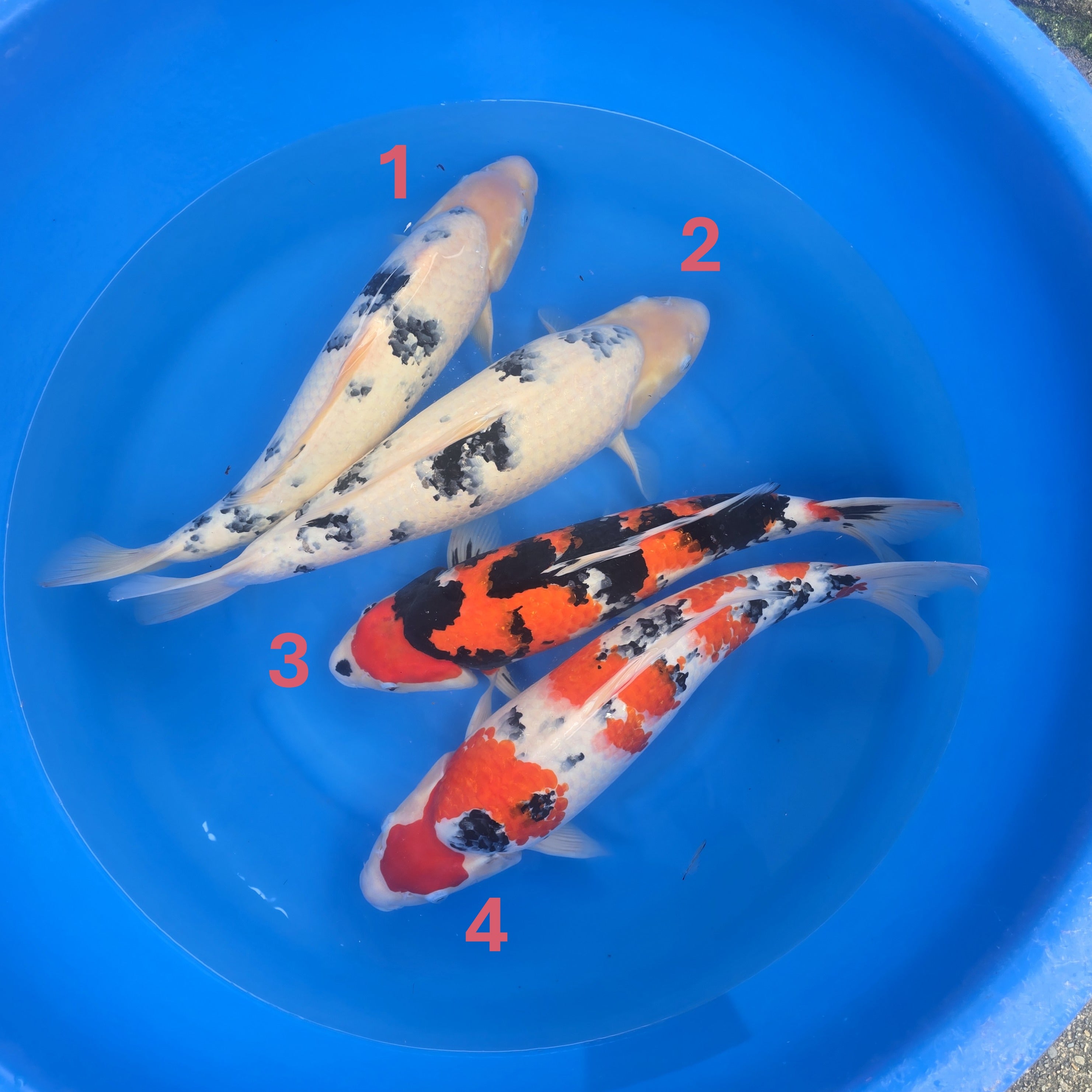 Izumiya Variety Bowl #1