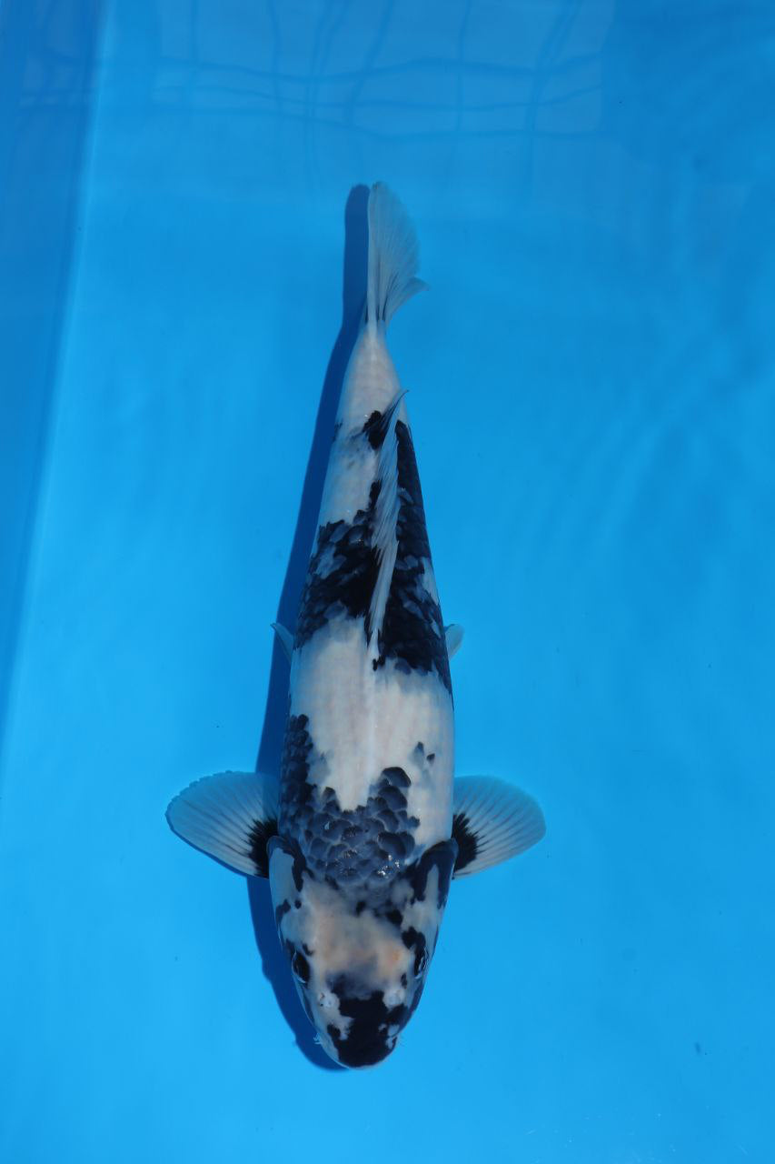 Shiro Utsuri (Black & White) koi fish 50cm (20") from Omosako for sale at Mystic Koi