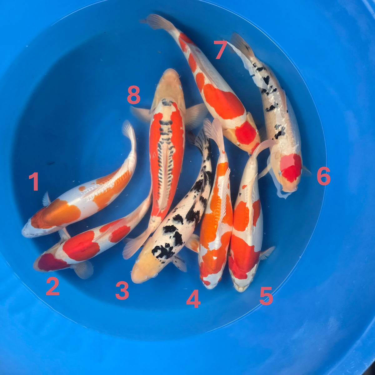 Marusaka Variety Bowl #1 - Japanese koi fish for sale at Mystic Koi