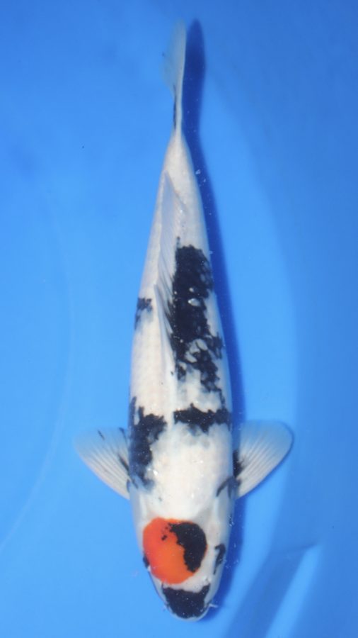 RH-5 Omosako male Tancho Shiro Utsuri koi, 52 cm, for sale at Mystic Koi