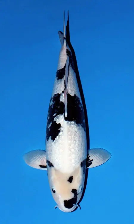 Koi Image