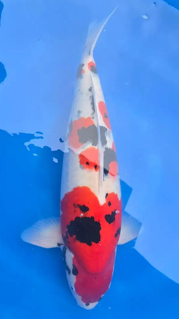 Koi Image