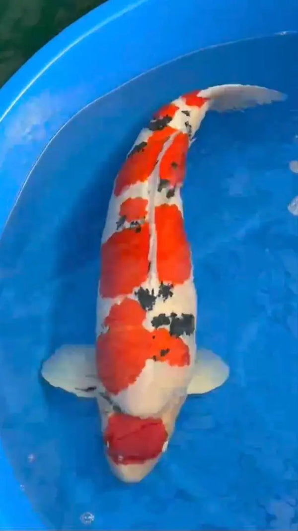 Koi Image