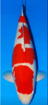 Koi Image