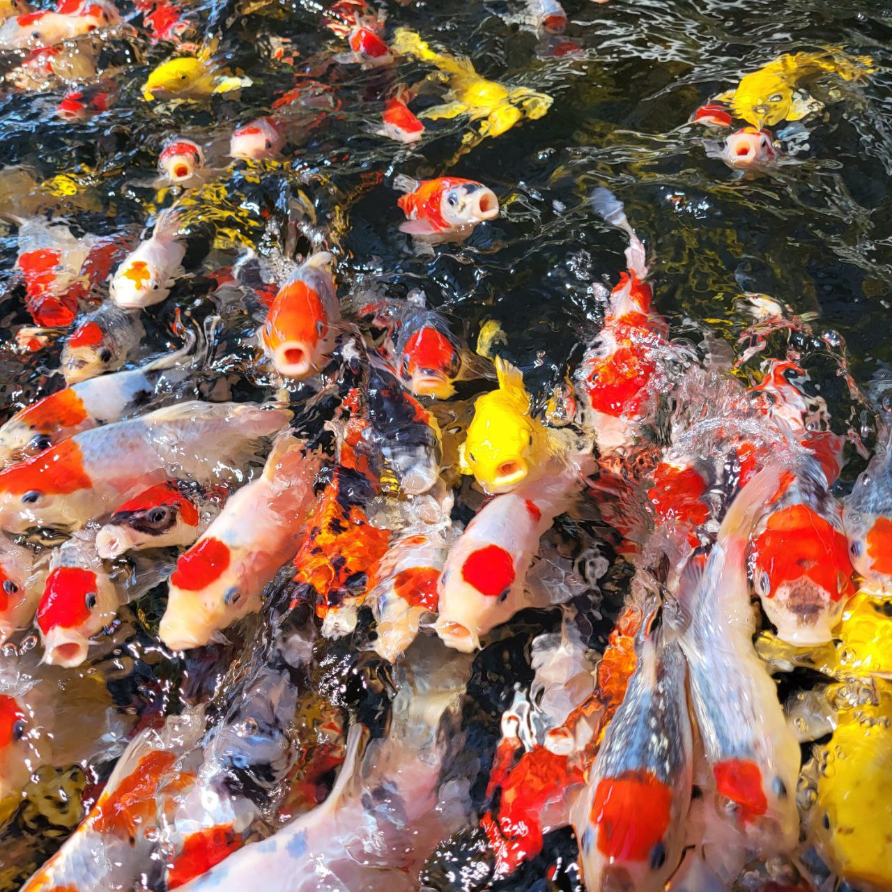 Koi eating watermelon hotsell