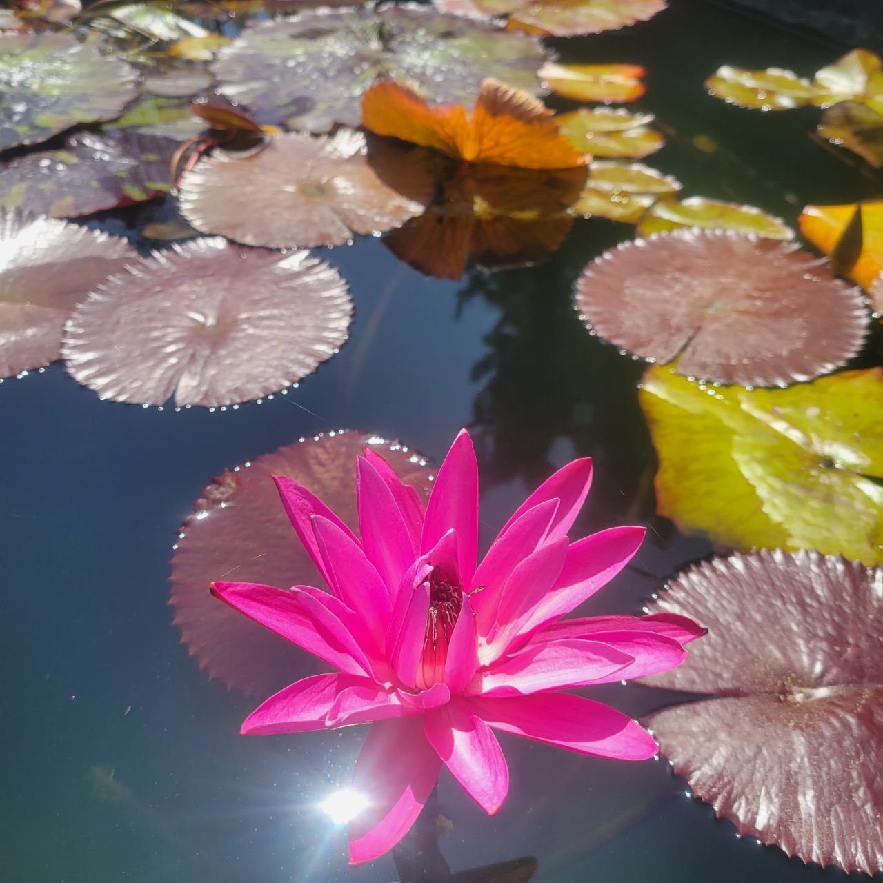 Water Lily Care Guide