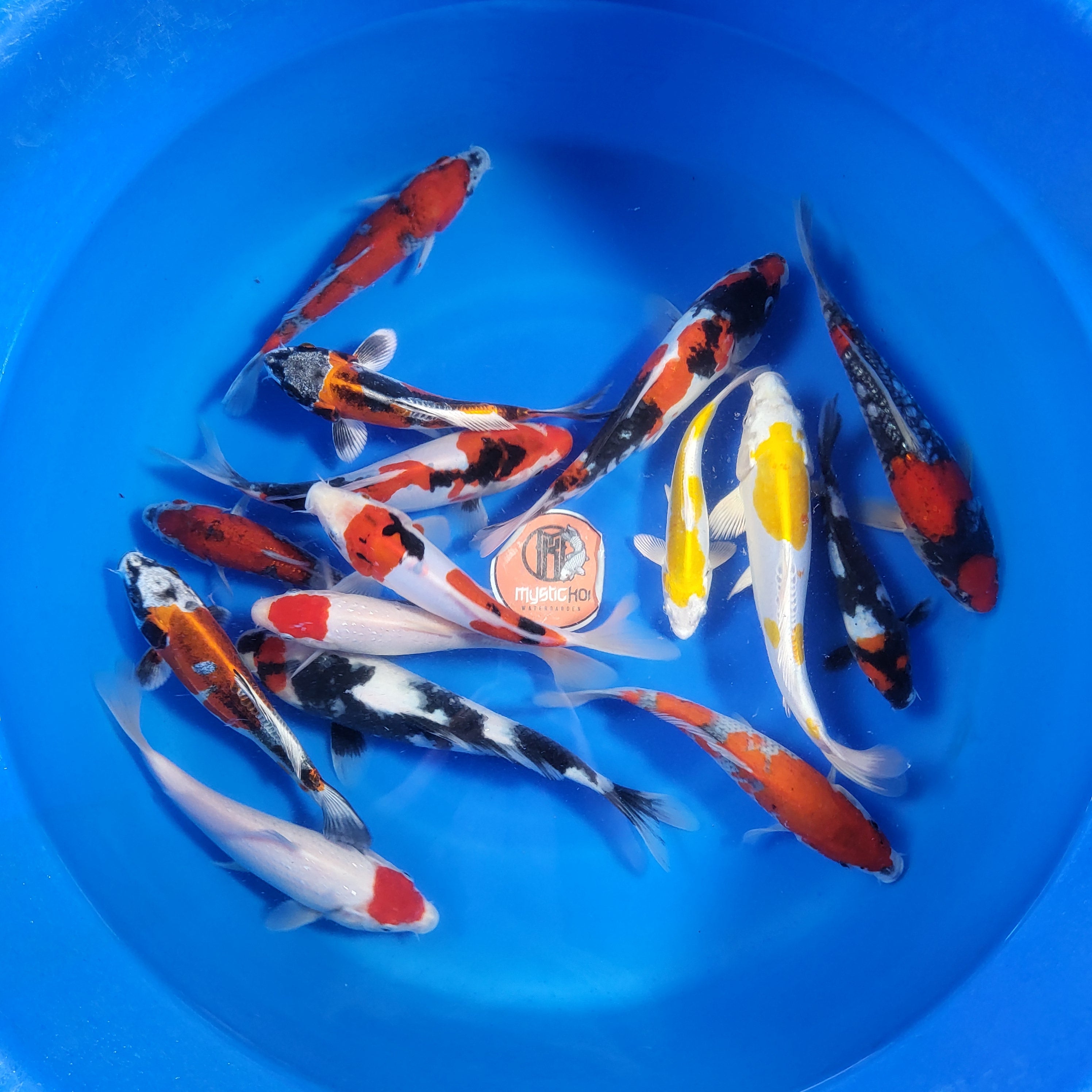 SD Koi