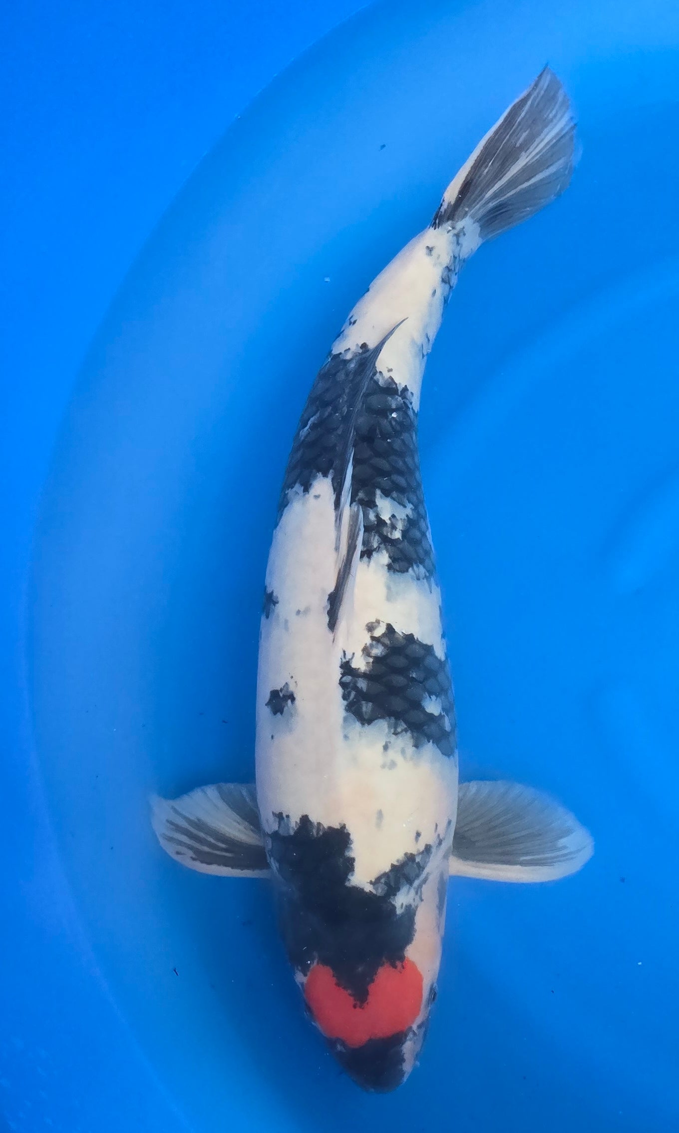 2024 Koda Fall Harvest Koi B-13