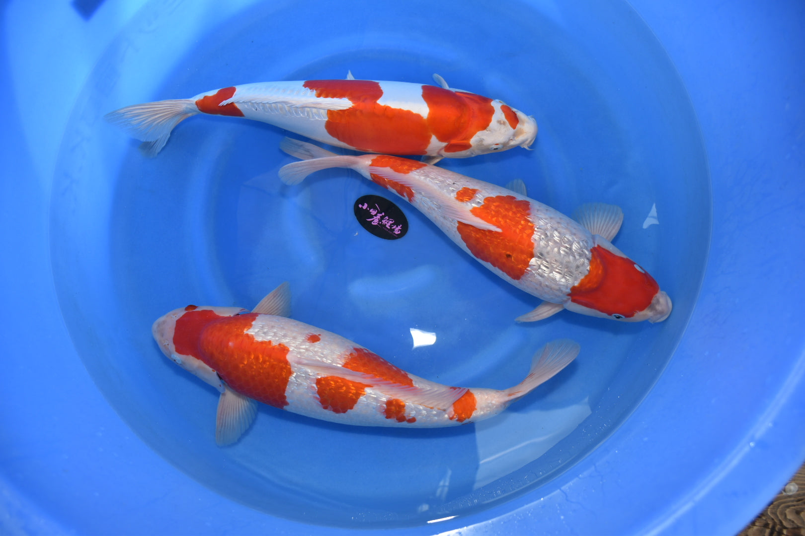 Online Koi