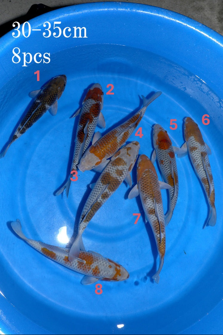 Omosako Ochiba Bowl #2