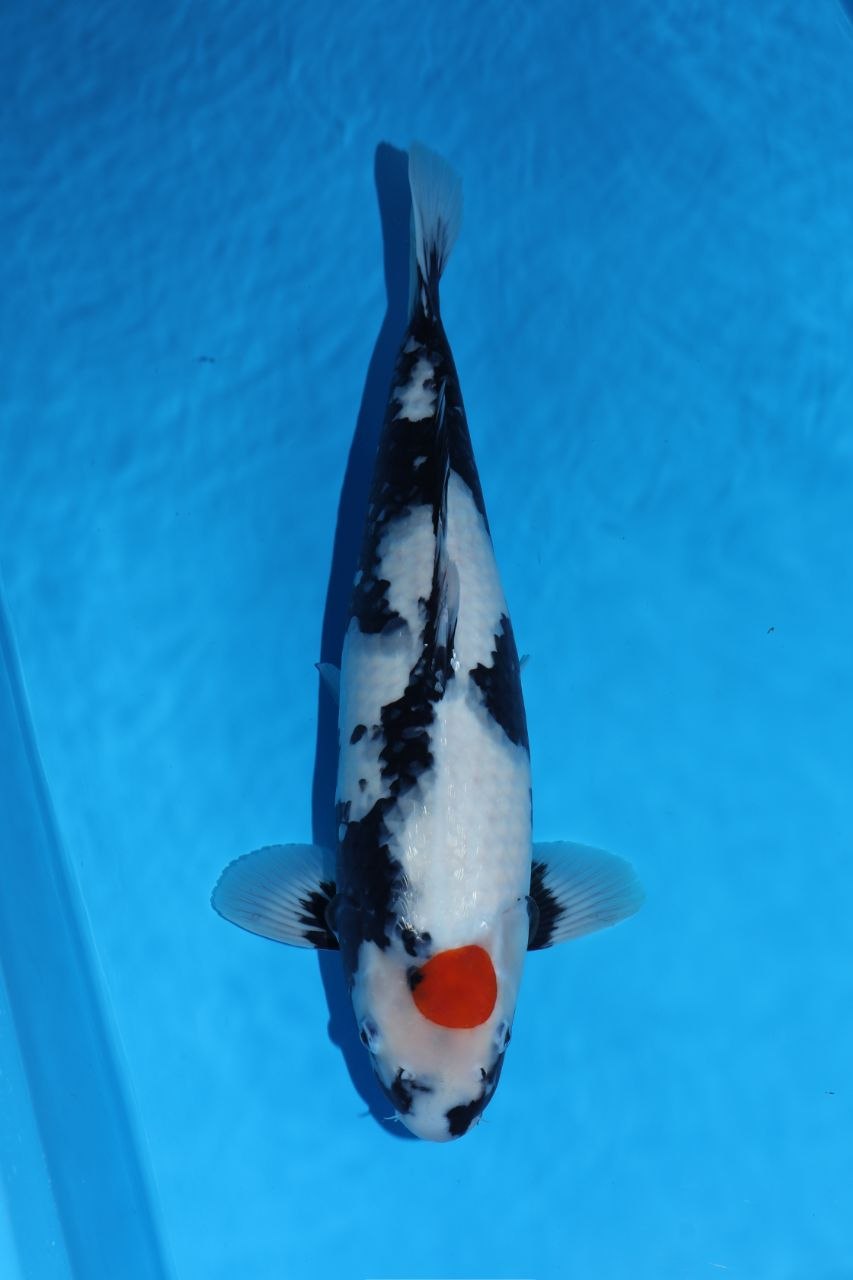 Tancho (White with Red Spot) koi fish 50cm (20") from Omosako for sale at Mystic Koi