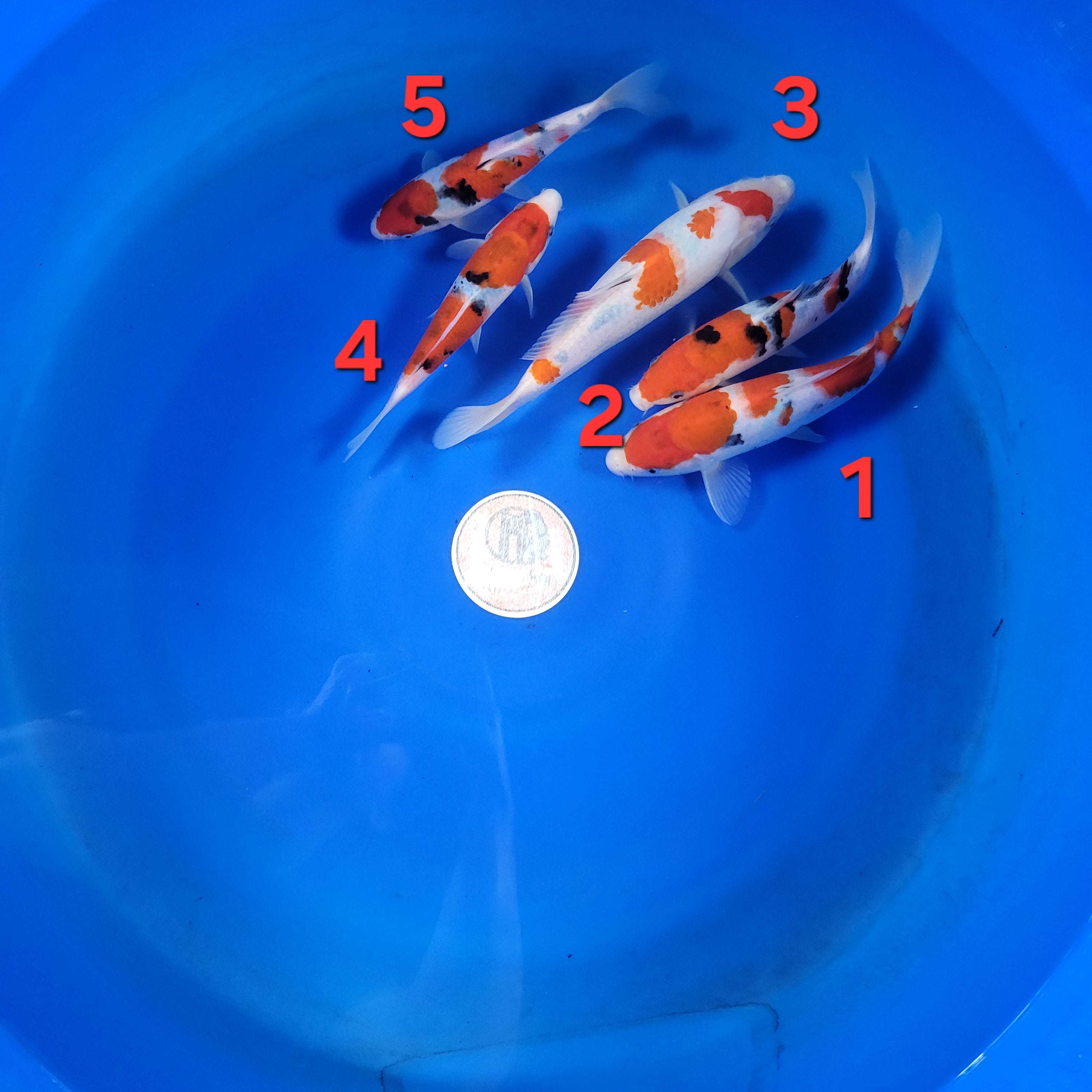 Taniguchi Fall 2025 Bowl 1