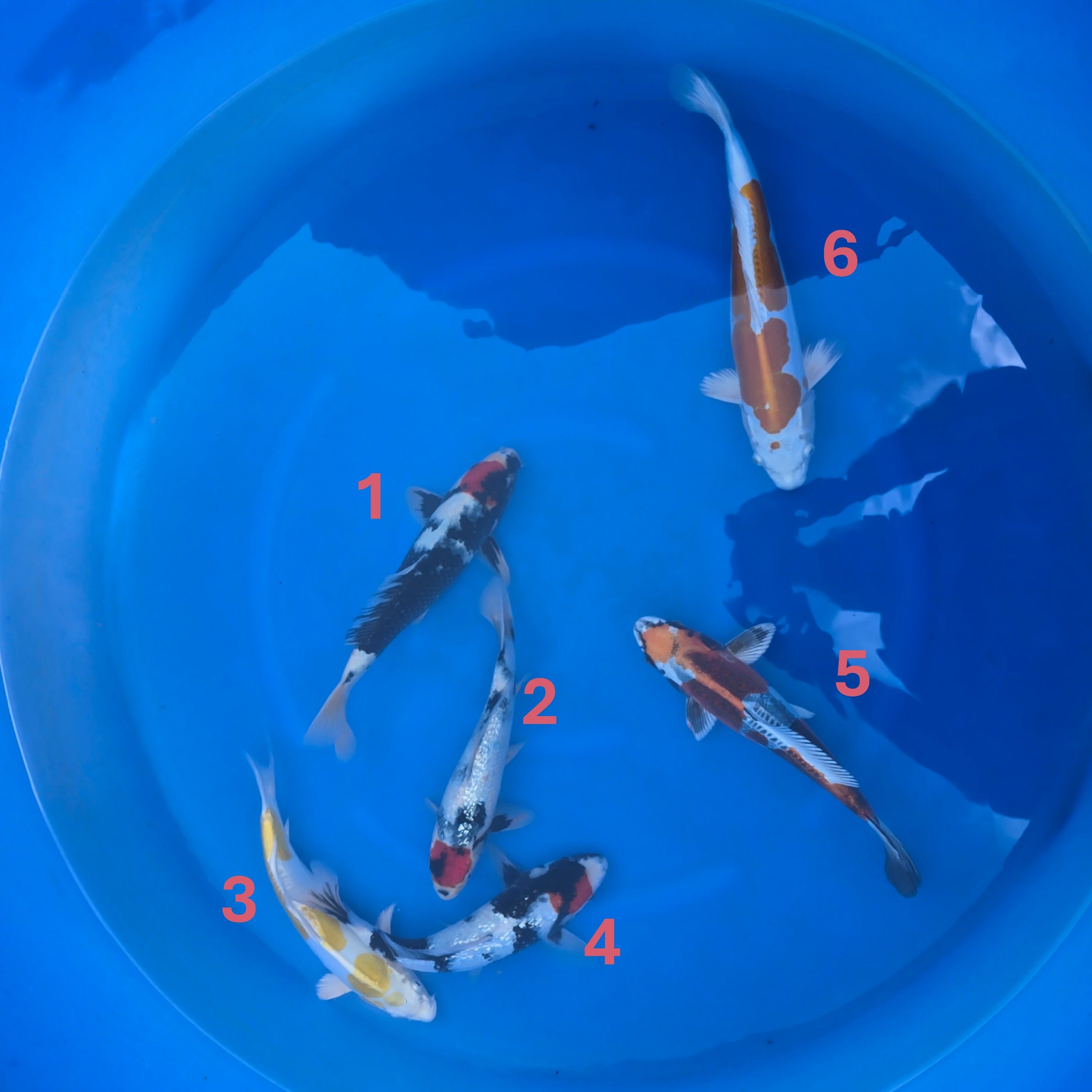 Koda Variety Bowl #1