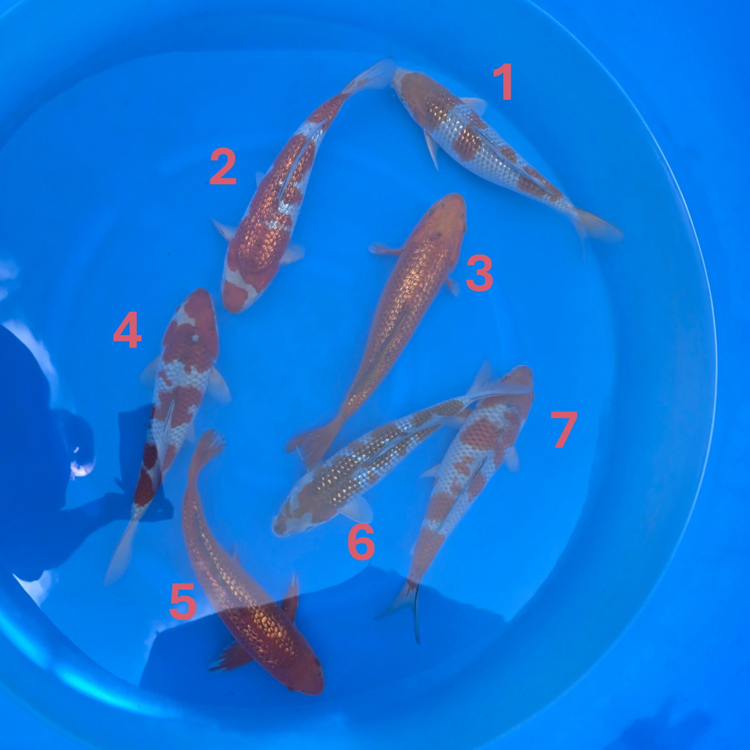 Assorted Koi for Sale – Koda | Mystic Koi