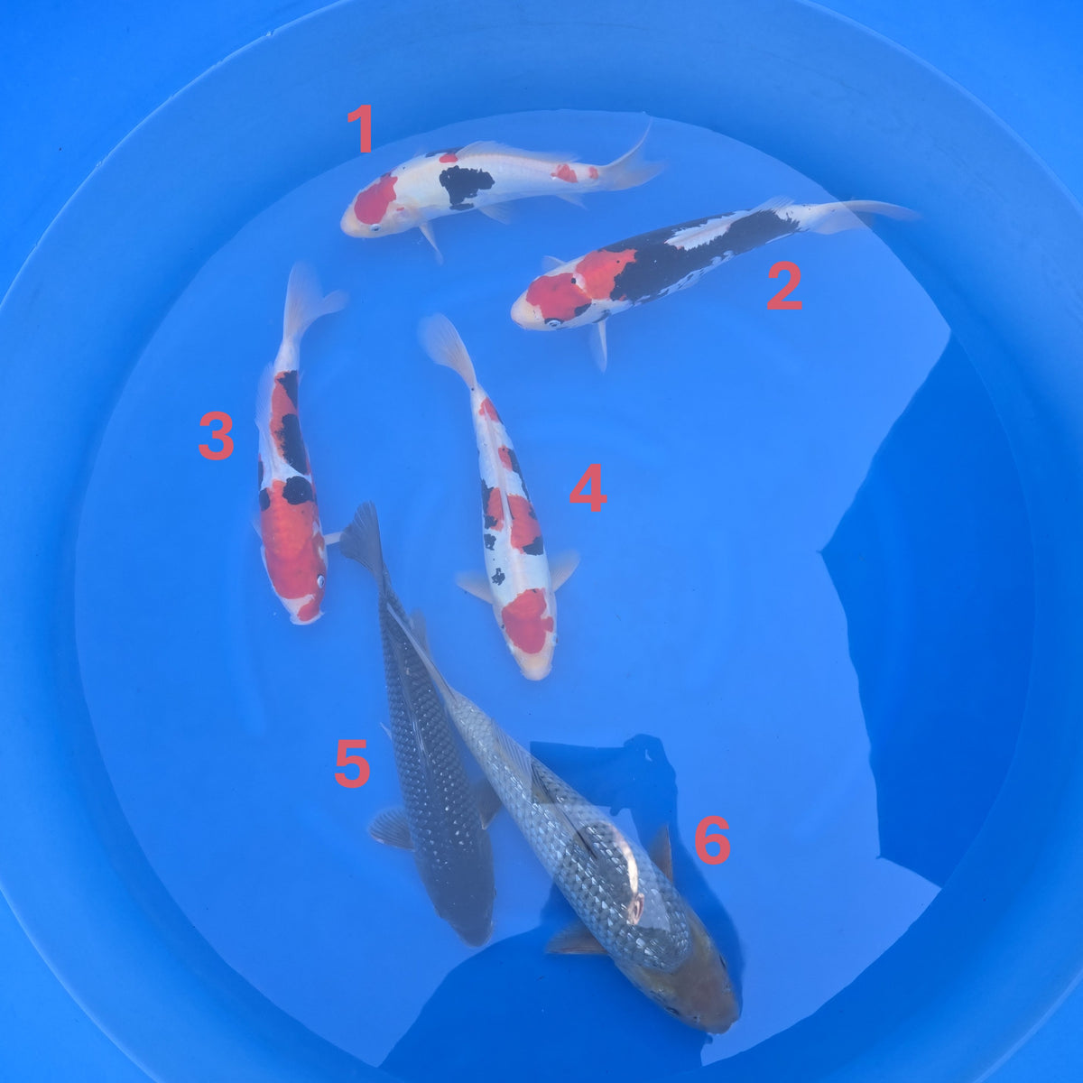 Koda Variety Bowl #2 - Japanese koi fish for sale at Mystic Koi
