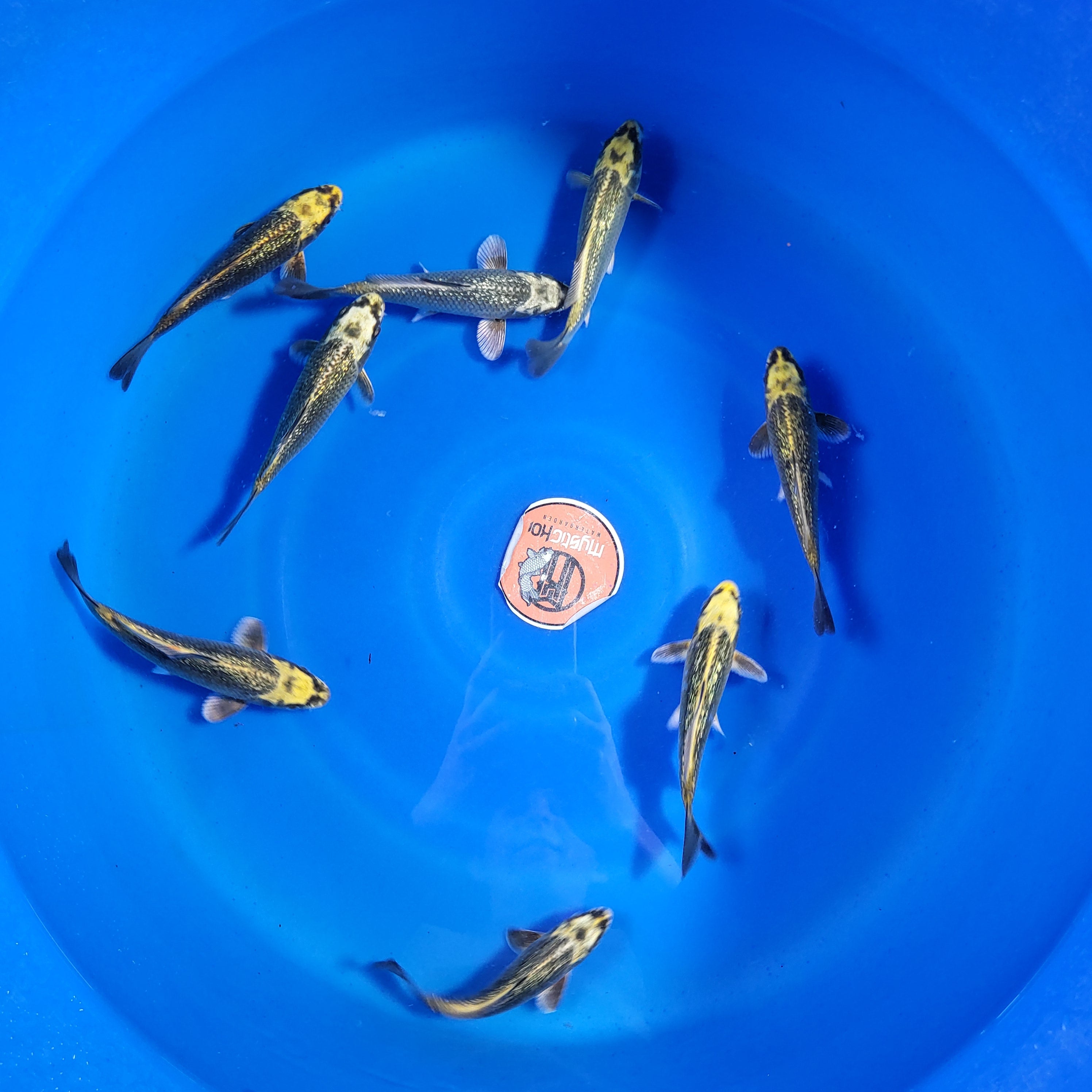 Izumiya Sumibuki Ogon Omakase