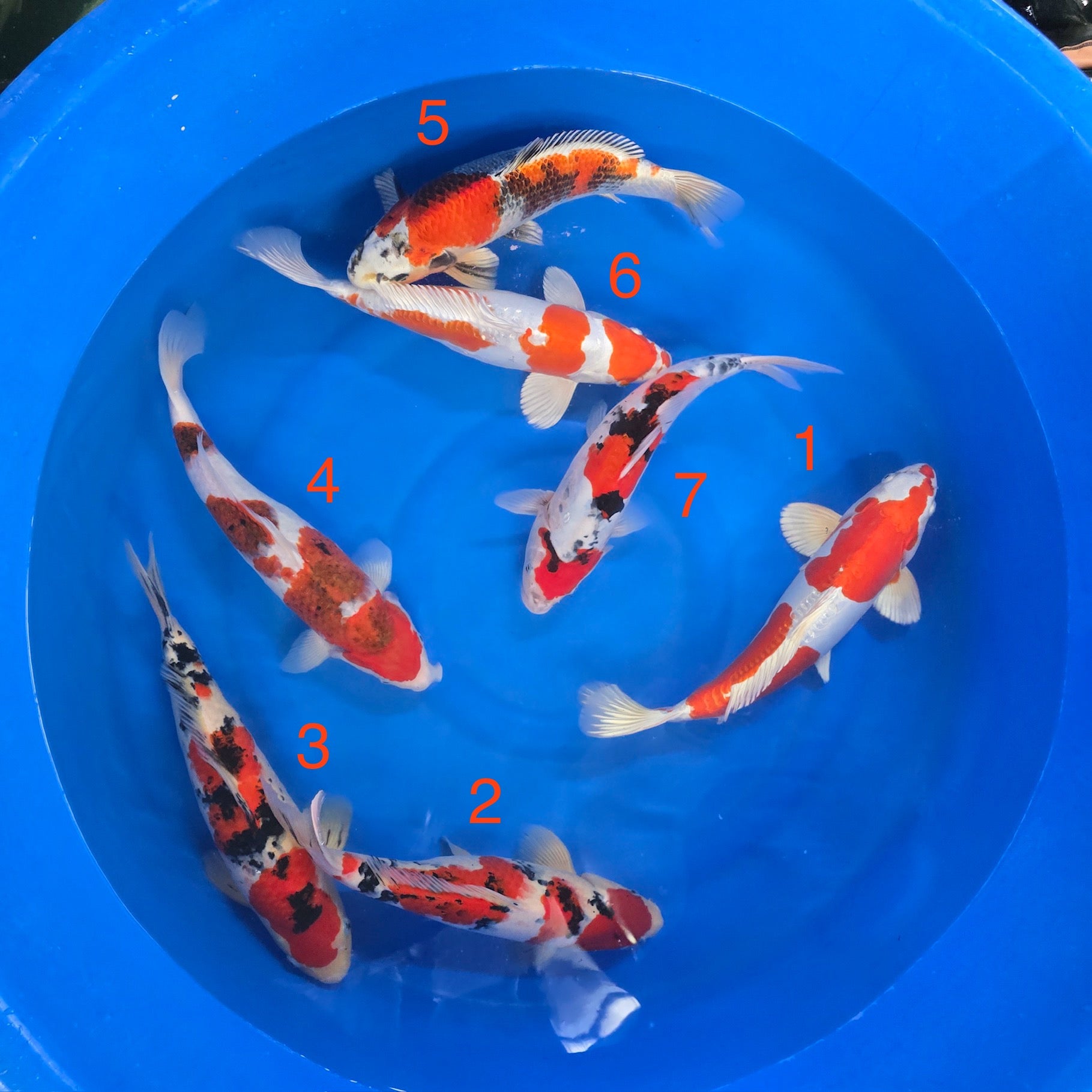 2024 Kanno Fall Harvest Koi B-2