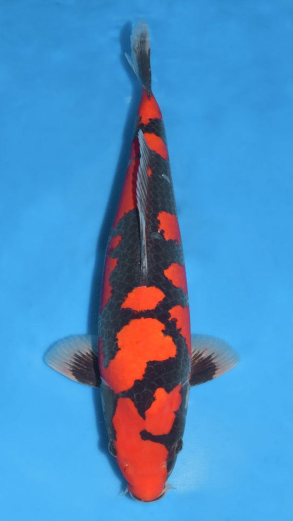 Koi Image