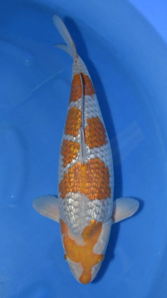 Koi Image