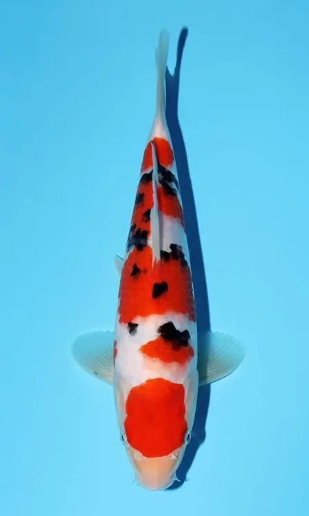 Koi Image