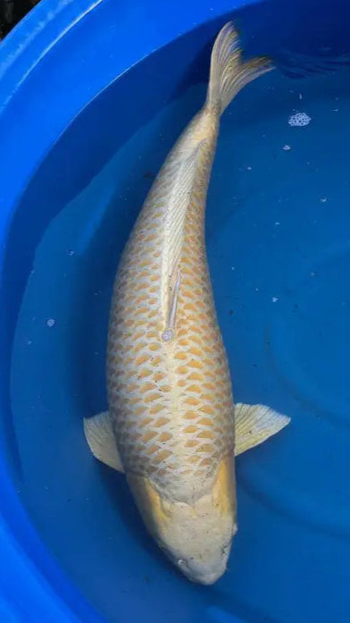 Koi Image