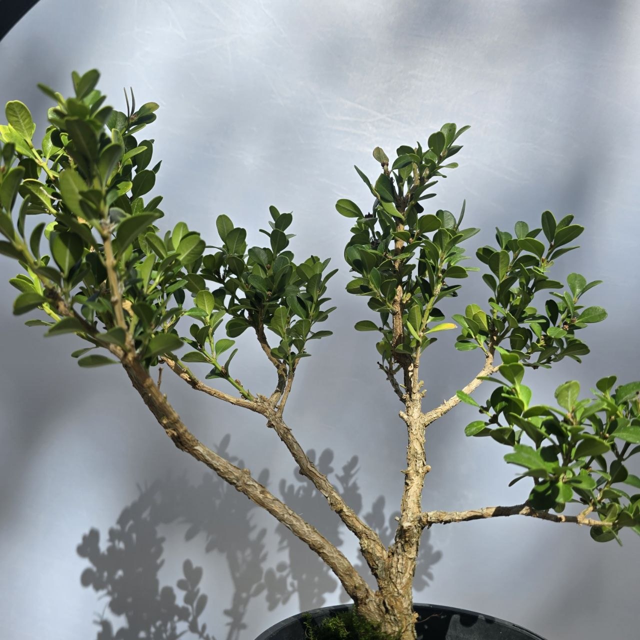 Boxwood Bonsai