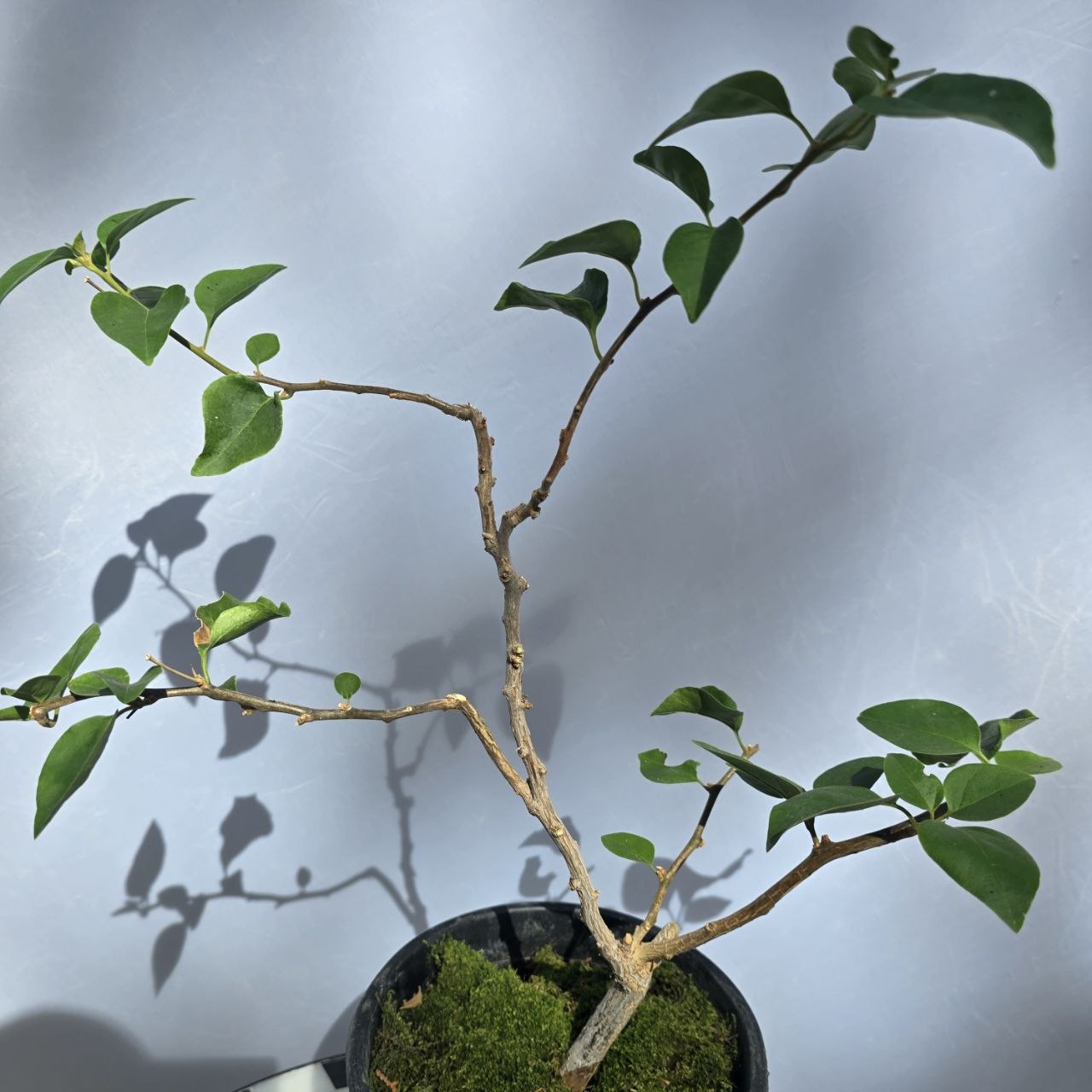 Bougainvillea Bonsai